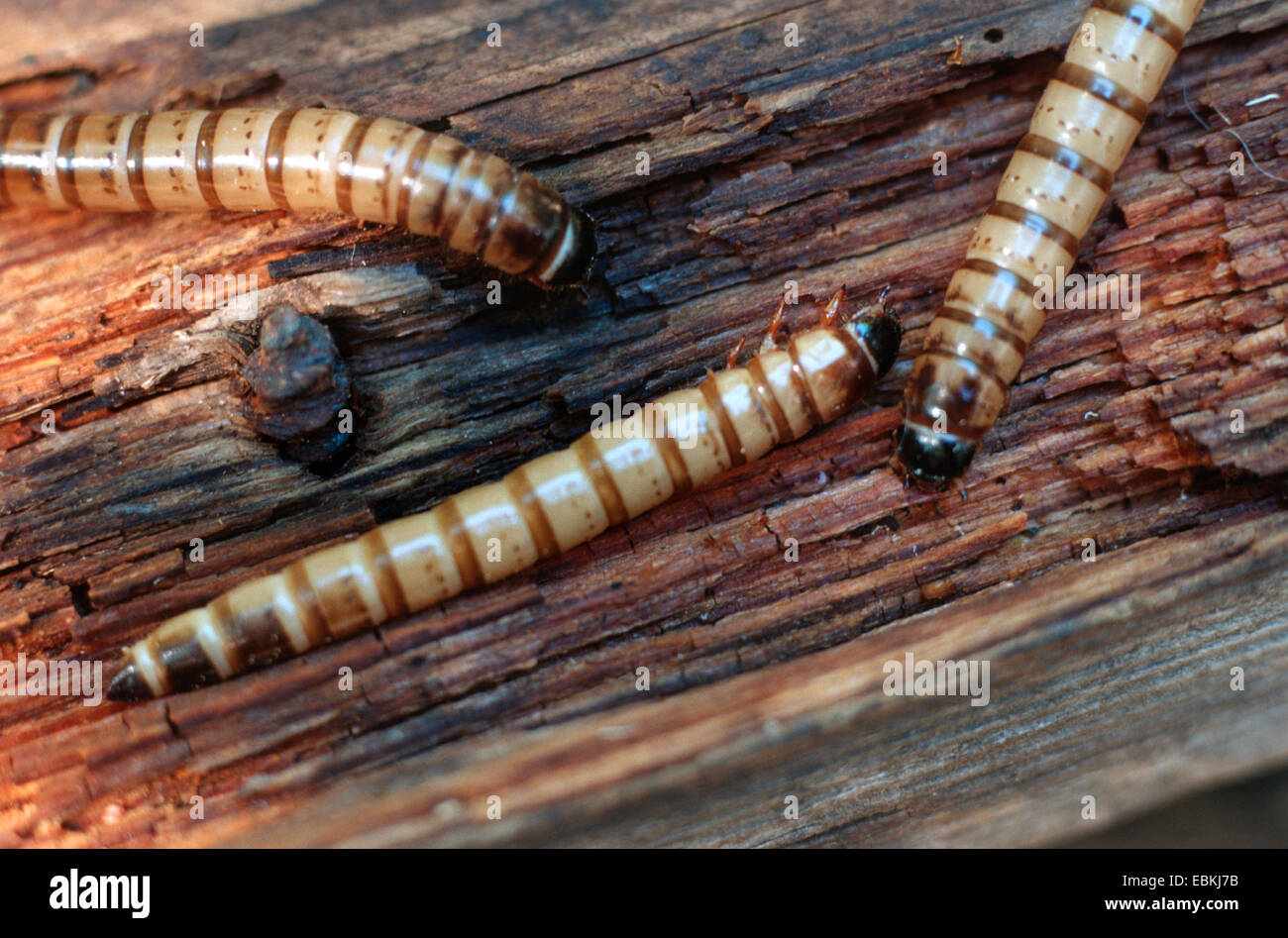 Kingworm Zophobas morio, Superworm (larves), sur bois Banque D'Images