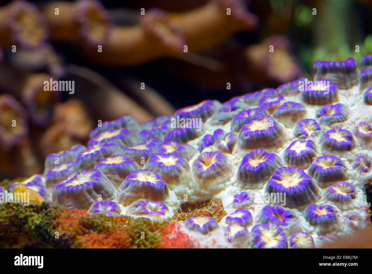 Pot de fleurs corail (Goniopora spec.), colonie Banque D'Images