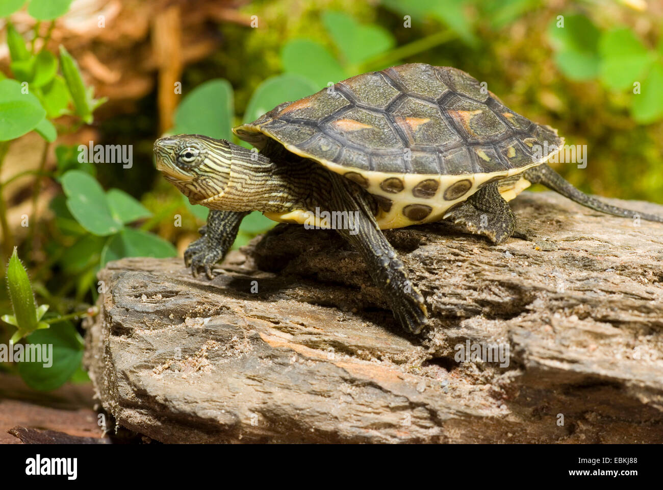 Tortue de bande Chinois, Chinois-cou rayé (tortue Ocadia sinensis), allongé sur un tronc d'arbre Banque D'Images