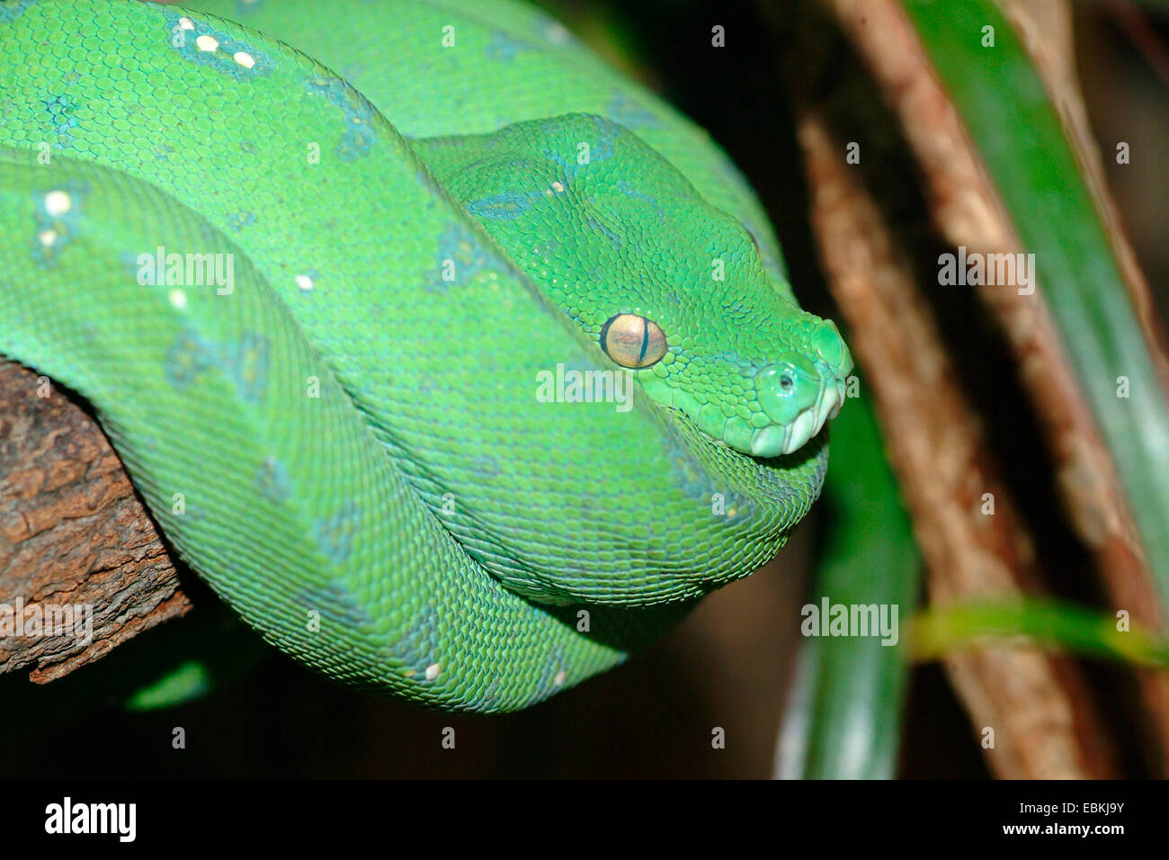 Green Tree Python (Chondropython viridis, Morelia viridis), allongé sur une branche Banque D'Images