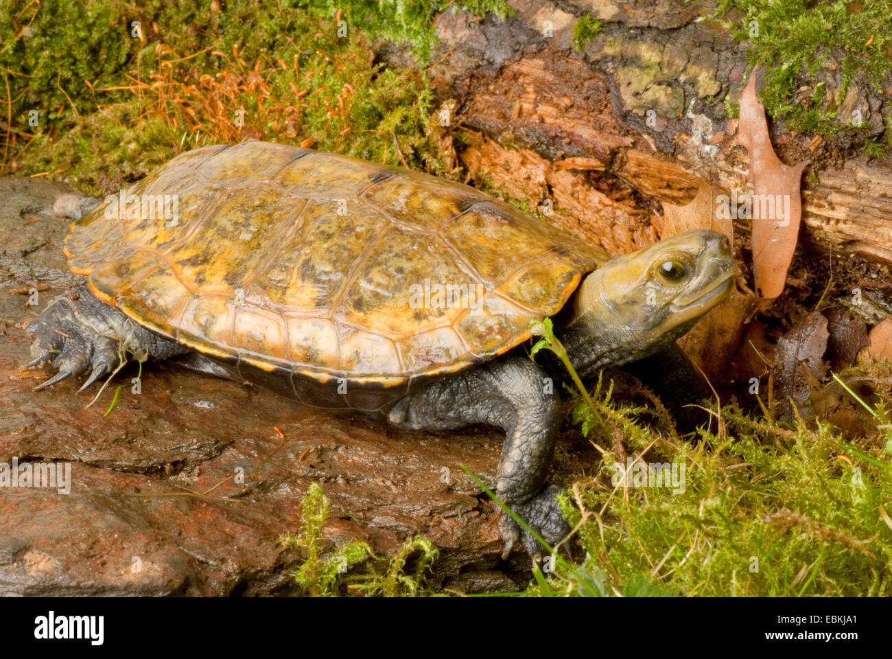 Tortue japonais (Mauremys japonica), sur terre Banque D'Images
