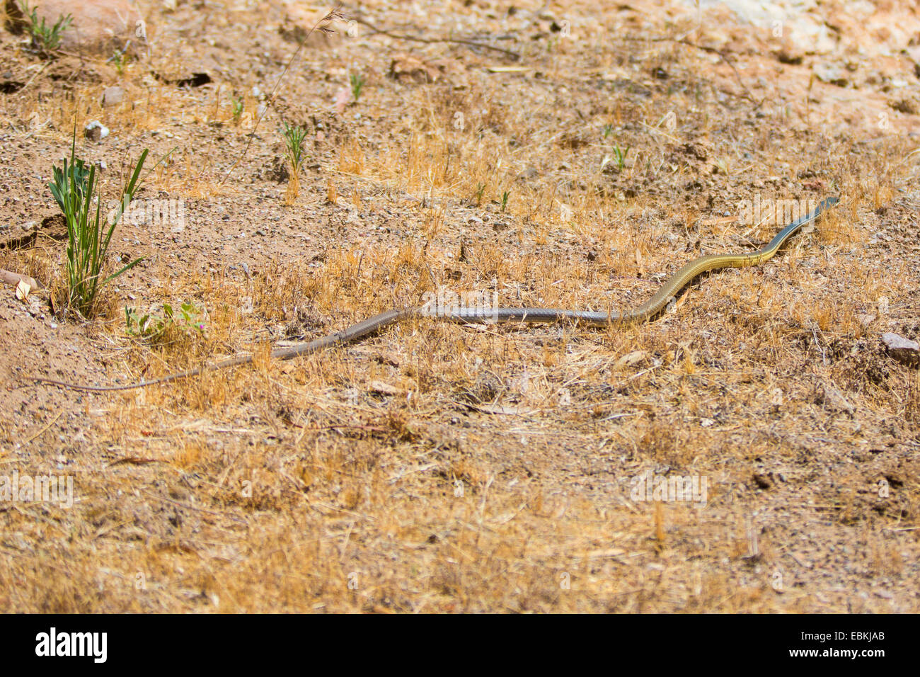 Sonora (whipsnake Masticophis bilineatus), l'enroulement sur le terrain, USA, Arizona, Phoenix, Sonora-Wueste Banque D'Images