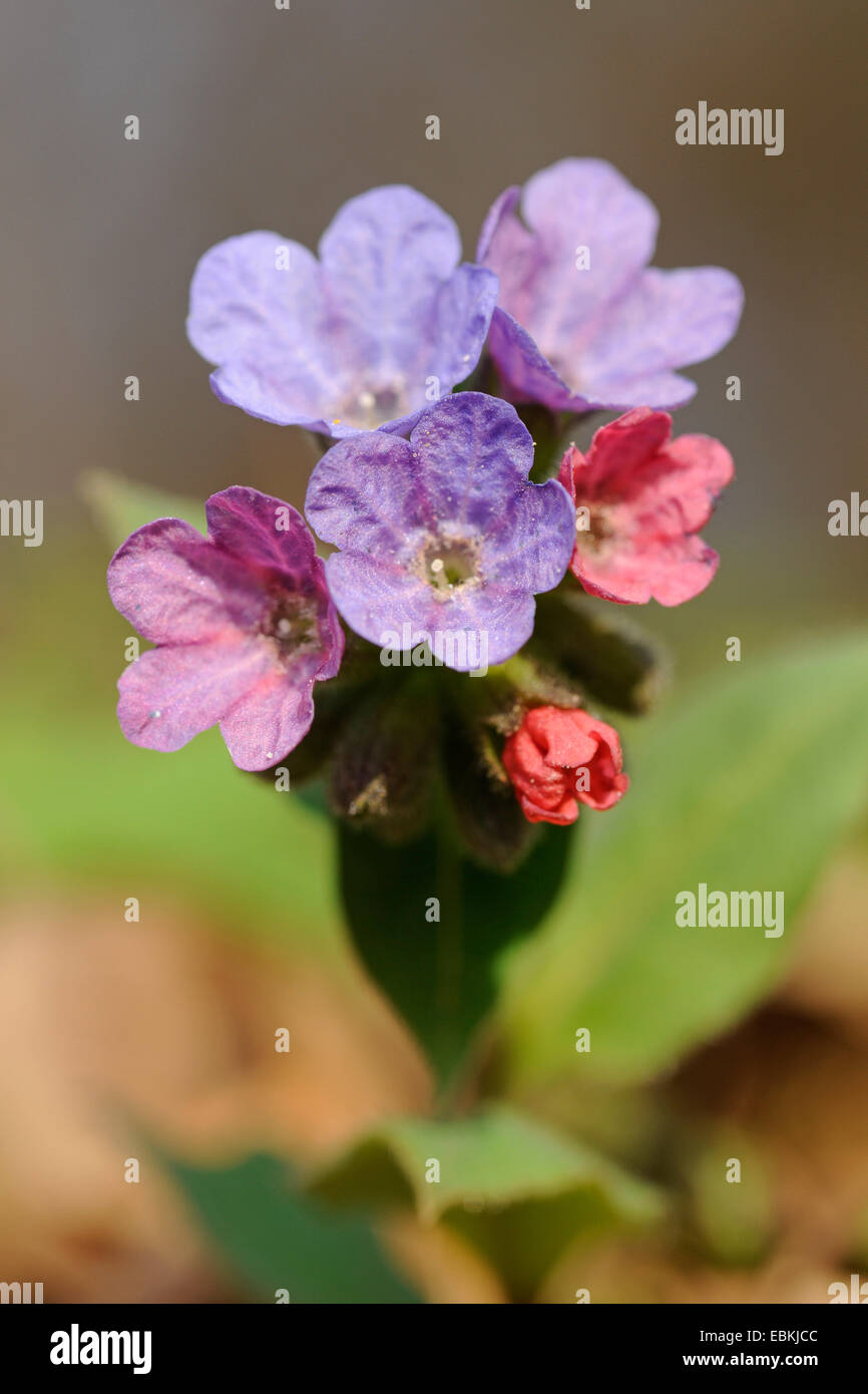 Pulmonaire officinale (Pulmonaria officinalis commune), fleurs, Allemagne Banque D'Images