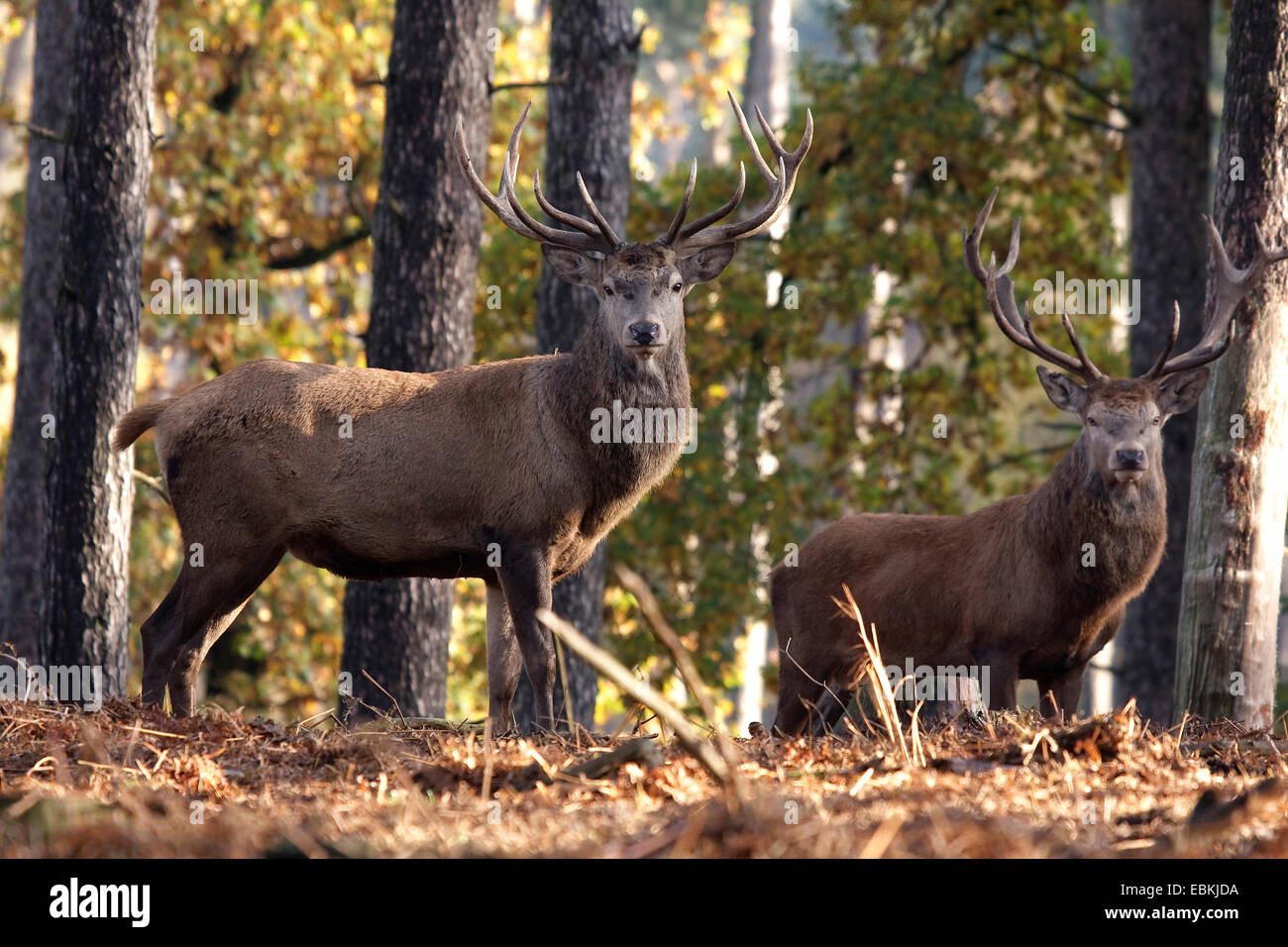Red Deer (Cervus elaphus), deux animaux mâles de la forêt, de l'Allemagne Banque D'Images