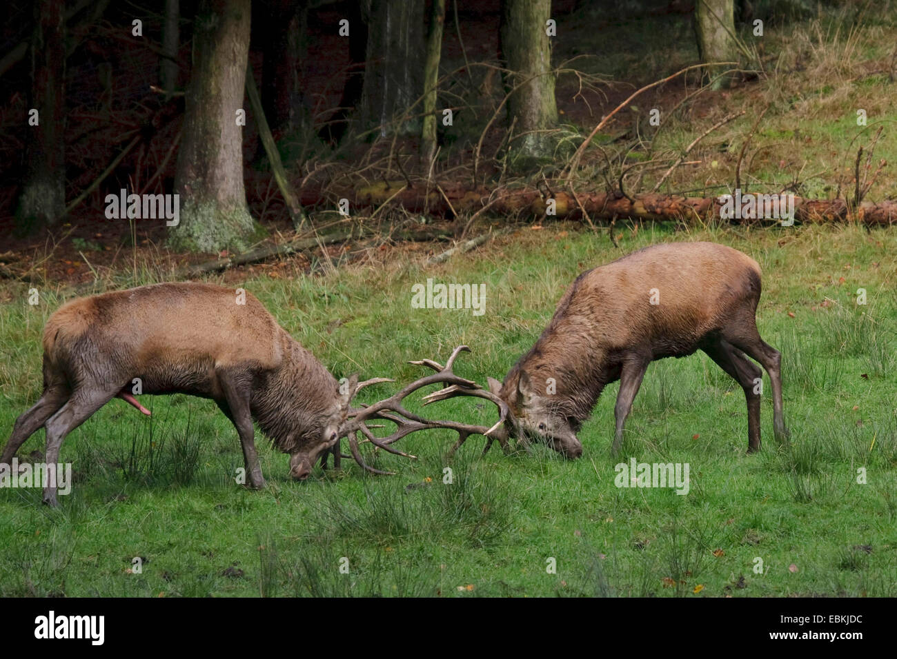 Red Deer (Cervus elaphus), deux taureaux dans une lutte d'orniérage, Allemagne Banque D'Images