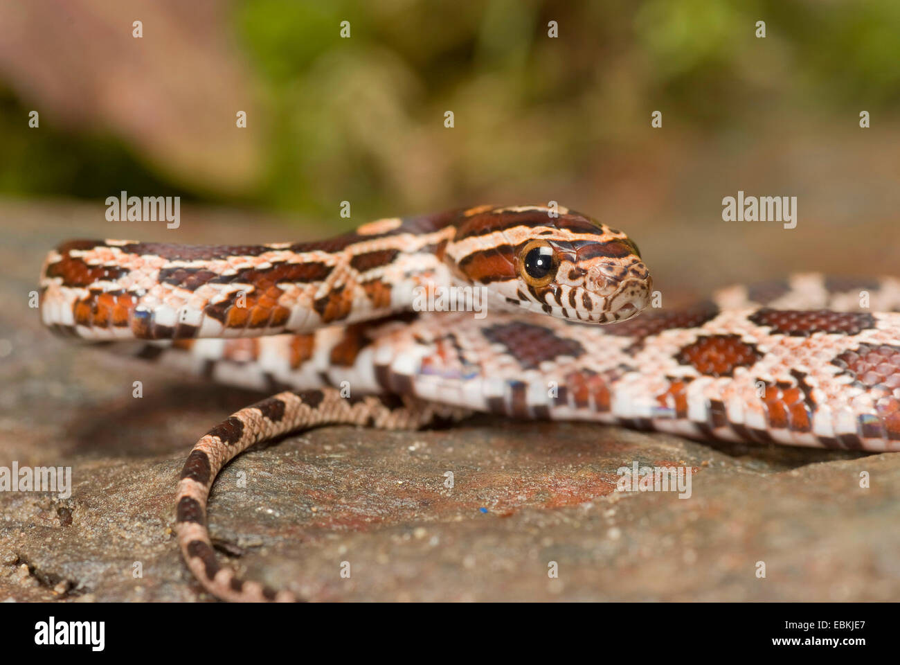 (Elaphe guttata serpent de maïs, Pantherophis guttatus), portrait Banque D'Images