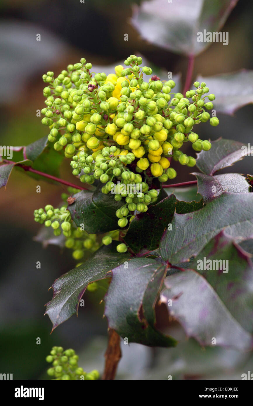 Oregongrape à feuilles de houx, de l'oregon, raisin-oregongrape oregongrape brillant, de hauteur, de raisin de montagne (Mahonia aquifolium), blooming, Allemagne Banque D'Images