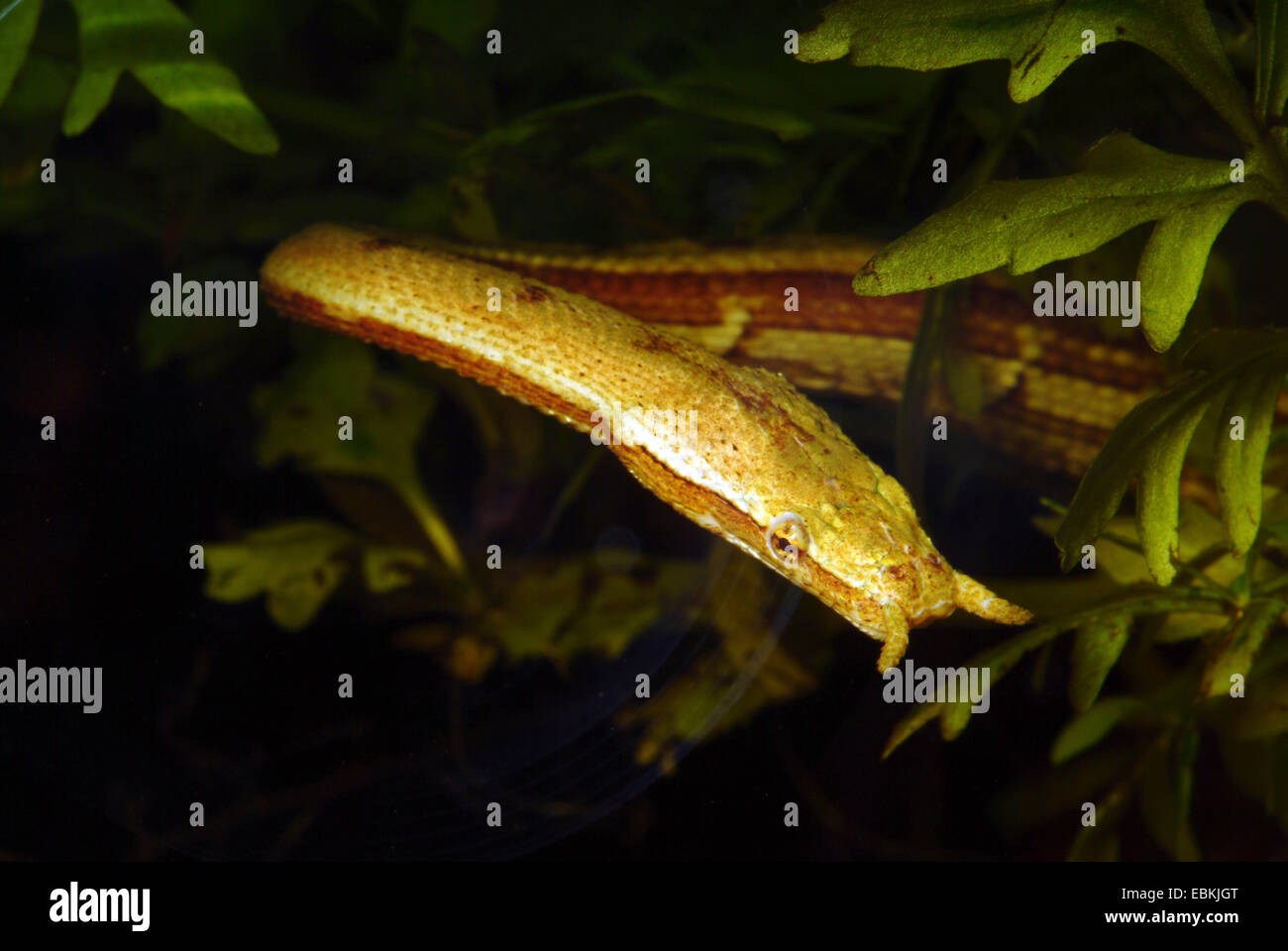 La pêche, l'Rhizodontida tentaculatum (serpent), portrait Banque D'Images