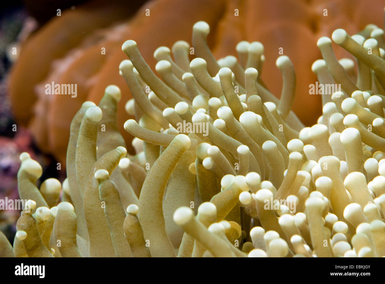 Corail Euphyllia glabrescens (flamme), close-up view Banque D'Images
