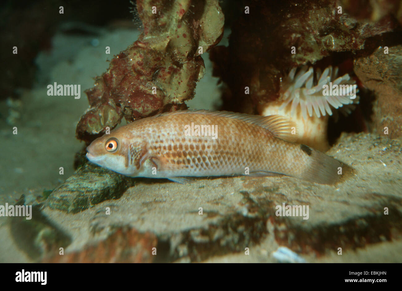 Escargot de mer, mer-escargot, seasnail seasnail commun, rayé, liparis Liparis (snailfish), sur la mer de sable sol Banque D'Images