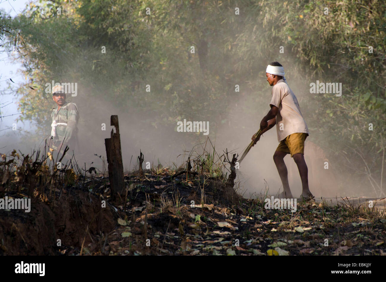 Gravure de feu, de l'Inde, le Madhya Pradesh, le Parc National de Kanha Banque D'Images