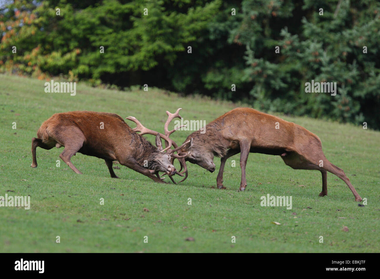 Red Deer (Cervus elaphus), des combats, de l'Allemagne, Rhénanie-Palatinat, Pfaelzer Wald Banque D'Images