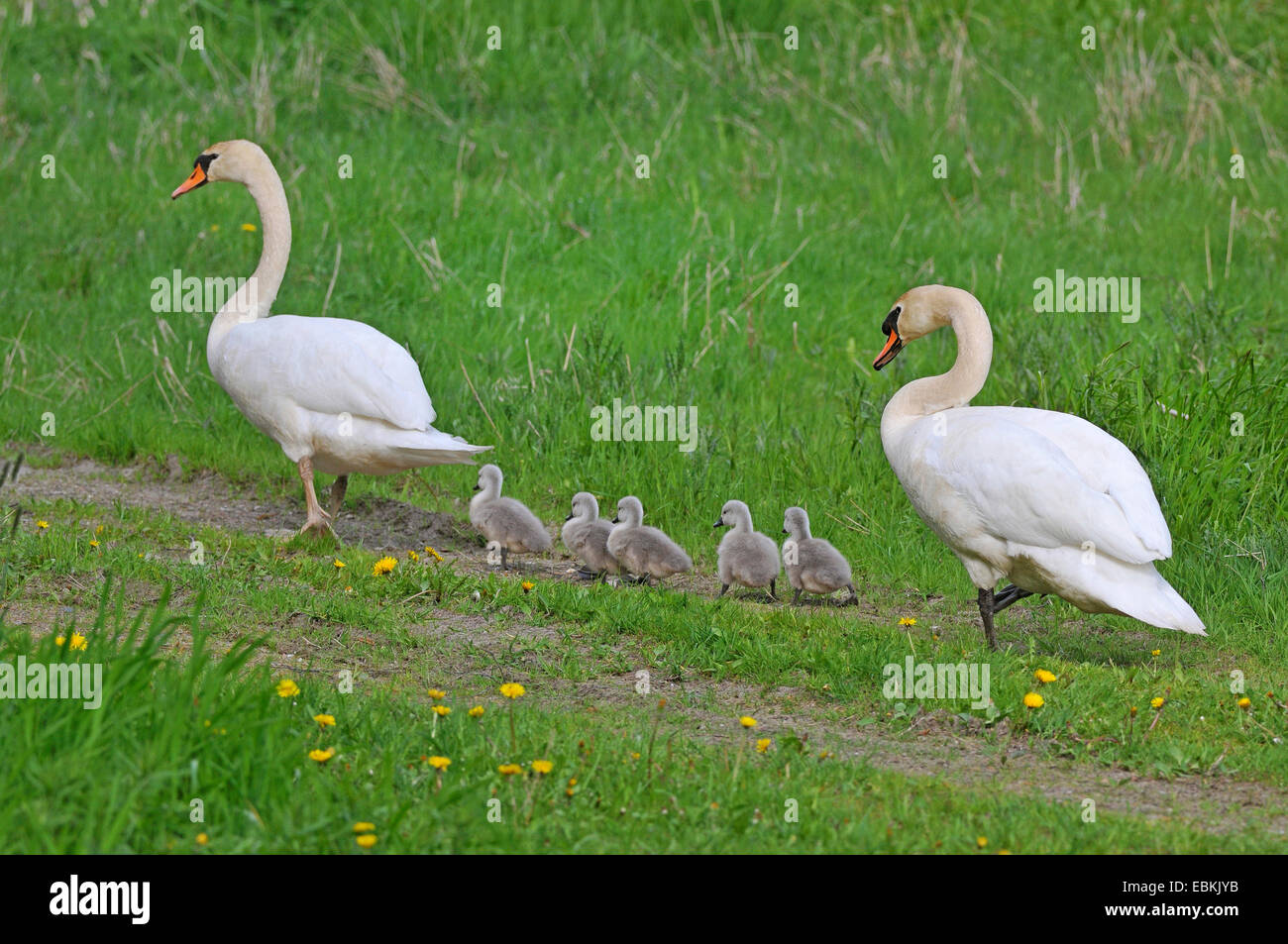 Mute swan (Cygnus olor), famille avec cinq poussins marcher sur un chemin de champ dans une rangée, Allemagne Banque D'Images