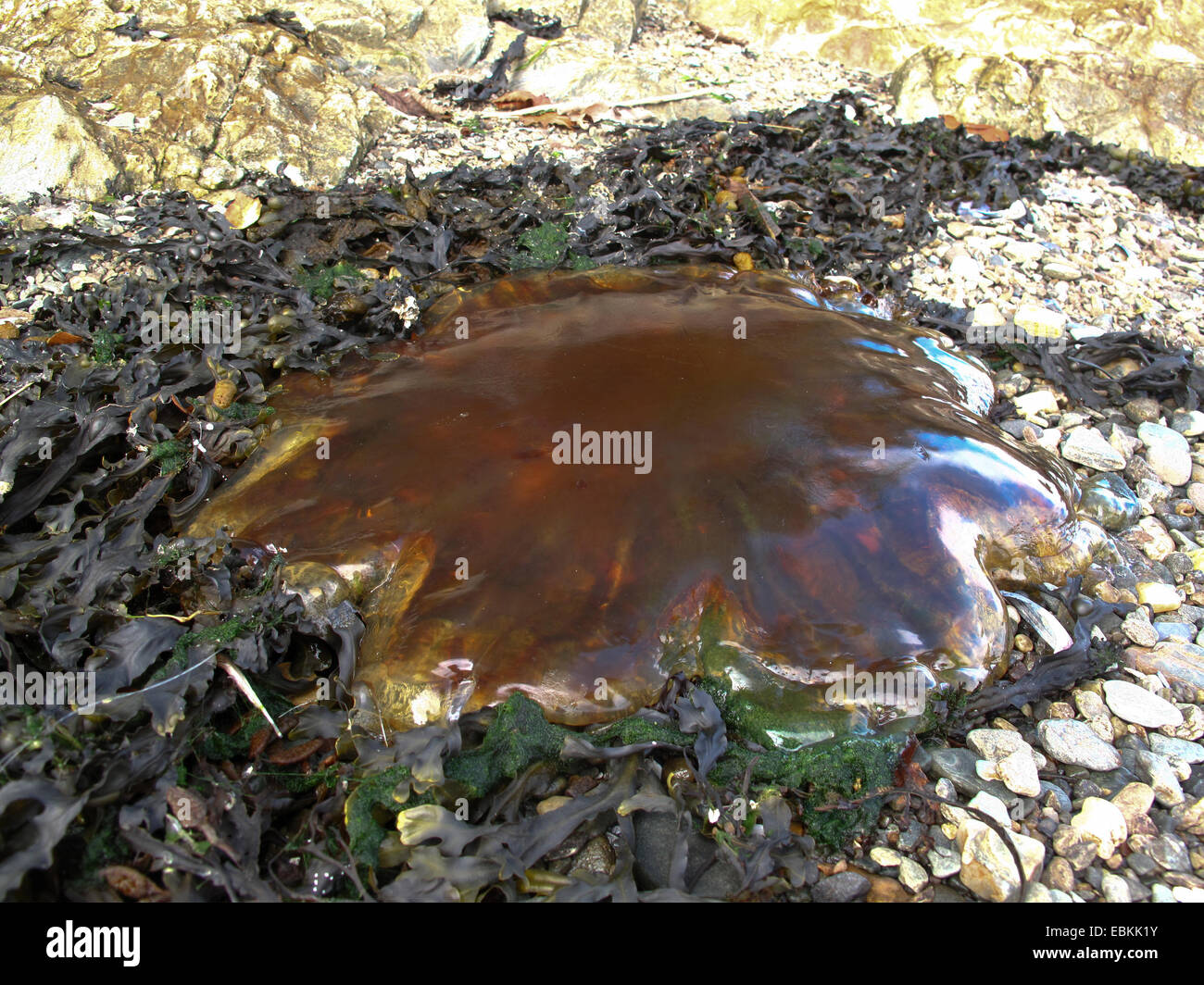 Poubelle-lid méduses Rhizostoma pulmo - échoués sur la plage Banque D'Images