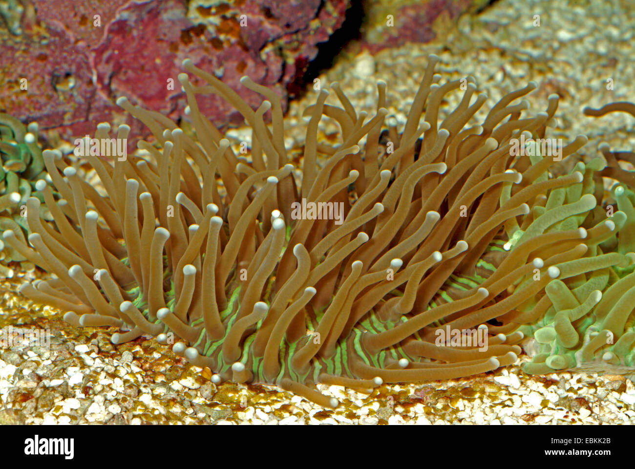 Tentacule longue (Heliofungia actiniformis Corail Plaque), side view Banque D'Images
