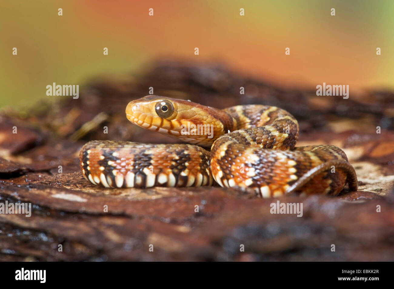 Serpent d'eau bagués (Nerodia fasciata), rolled-up Banque D'Images