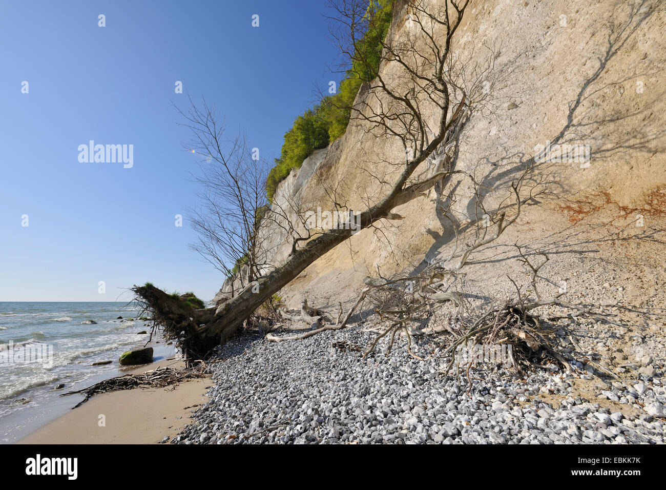 Le hêtre commun (Fagus sylvatica), le hêtre commun tombé de la falaise de craie est située à la plage de la mer Baltique, l'Allemagne, de Mecklembourg-Poméranie occidentale, le parc national de Jasmund, Ruegen Banque D'Images