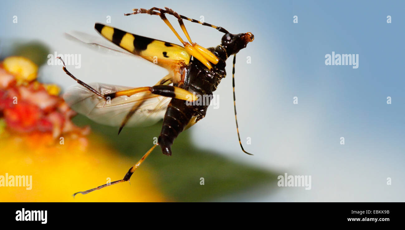 Repéré Longhorn, jaune-noir Longhorn Beetle (Strangalia maculata, Stenurella maculata, Leptura maculata, Rutpela maculata), volant à un oranger, Allemagne Banque D'Images