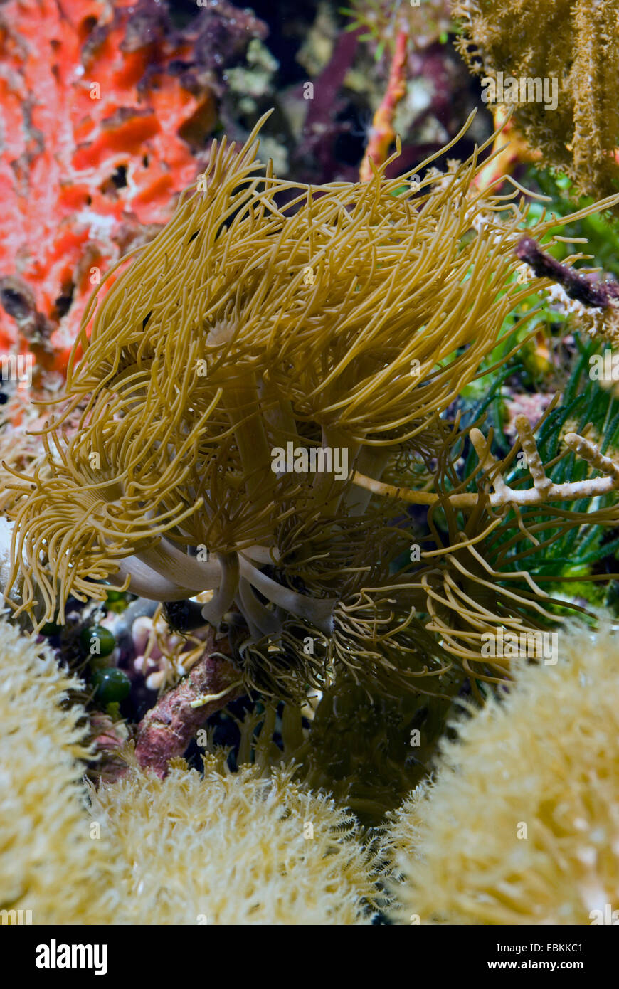 Anémone de mer (Parazoanthus spec.), vue latérale Banque D'Images