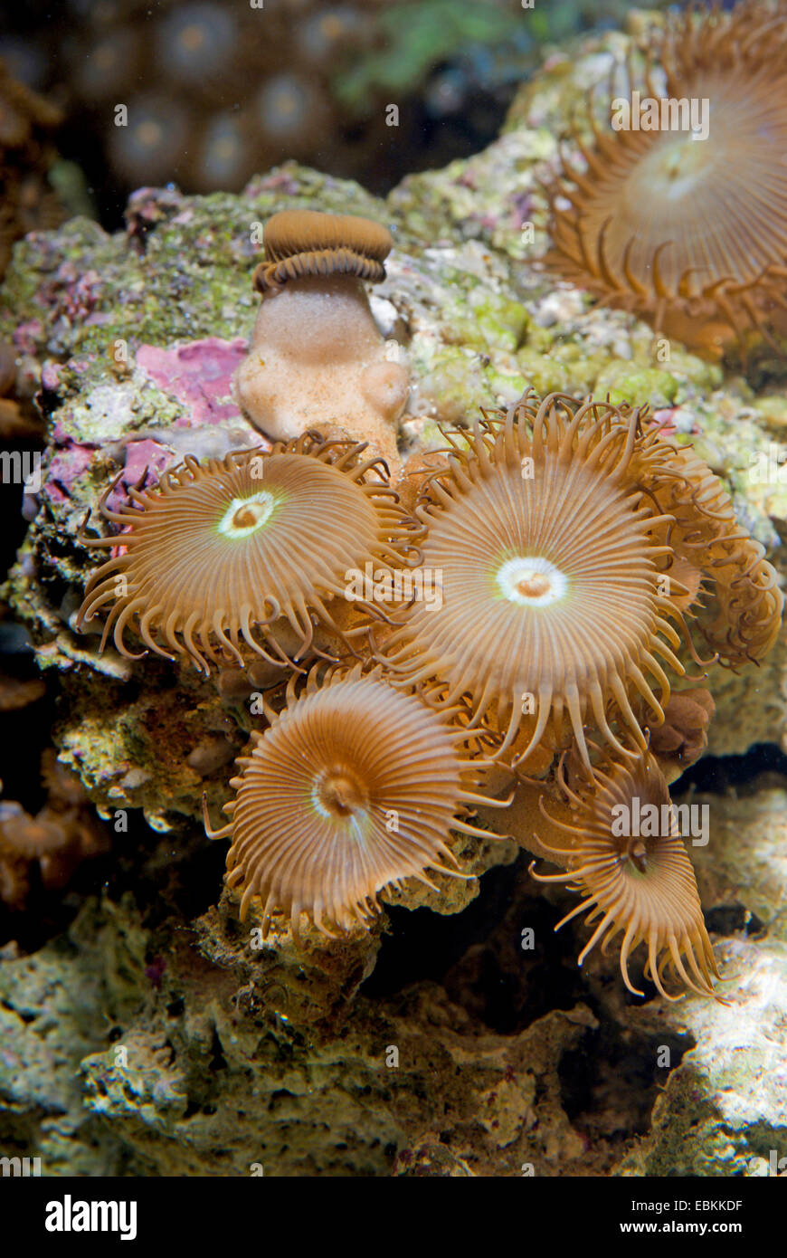 Tapis de mer (Protopalythoa spec.), high angle view Banque D'Images