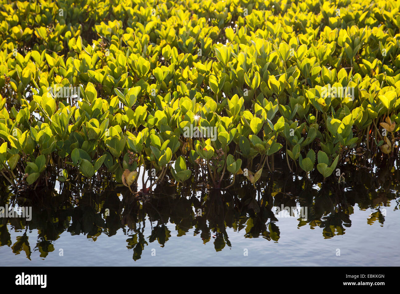 Bogbean, buckbean (Menyanthes trifoliata), au bord d'un étang, de la Norvège, de Moor Hitra Banque D'Images