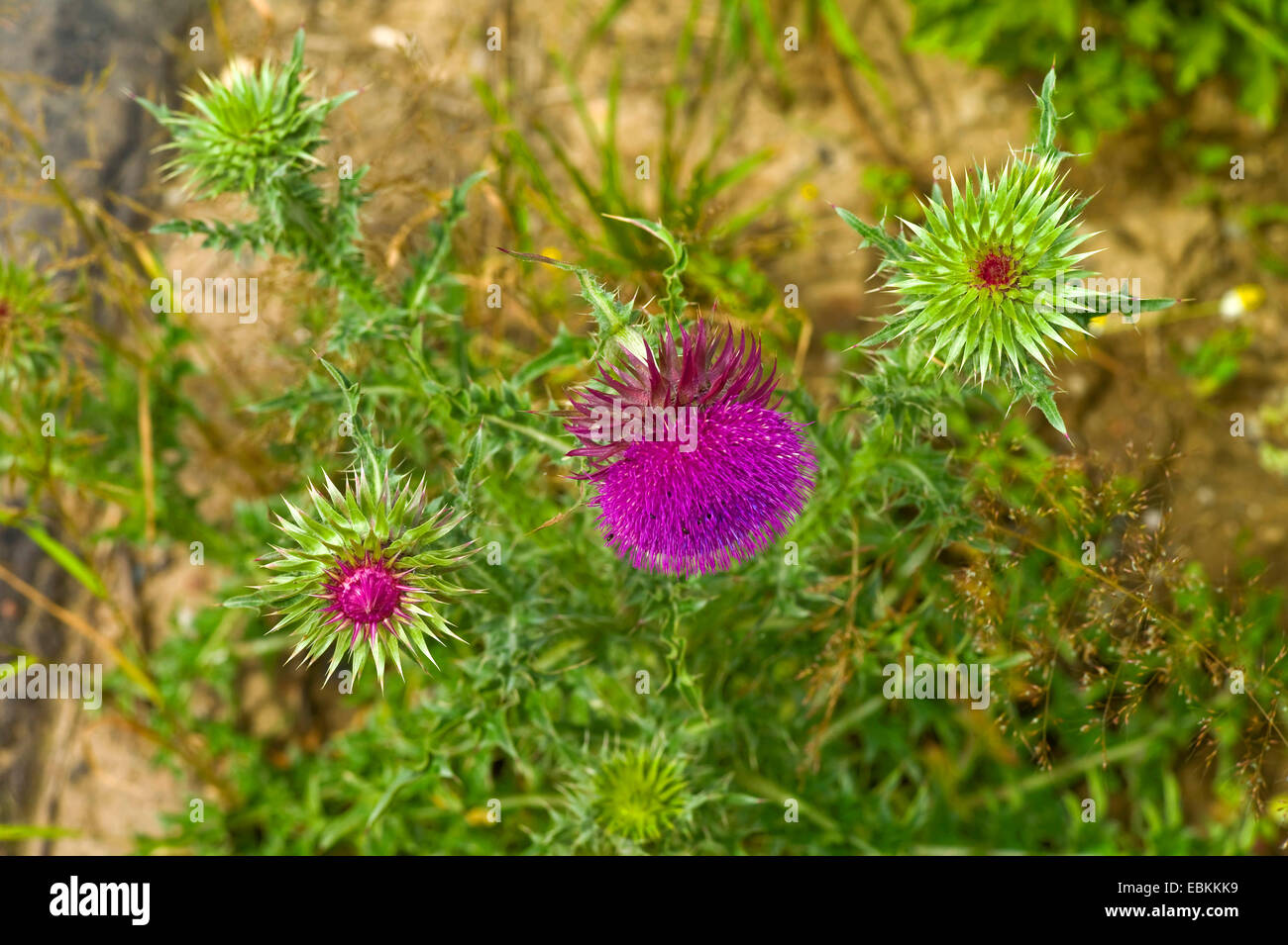 Le musc chardon, chardon penché (Carduus nutans), la floraison, l'Allemagne, Mecklembourg-Poméranie-Occidentale Banque D'Images
