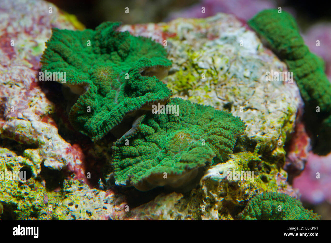 Anémone de champignons (Rhodactis spec.), deux anémones Champignon vert Banque D'Images