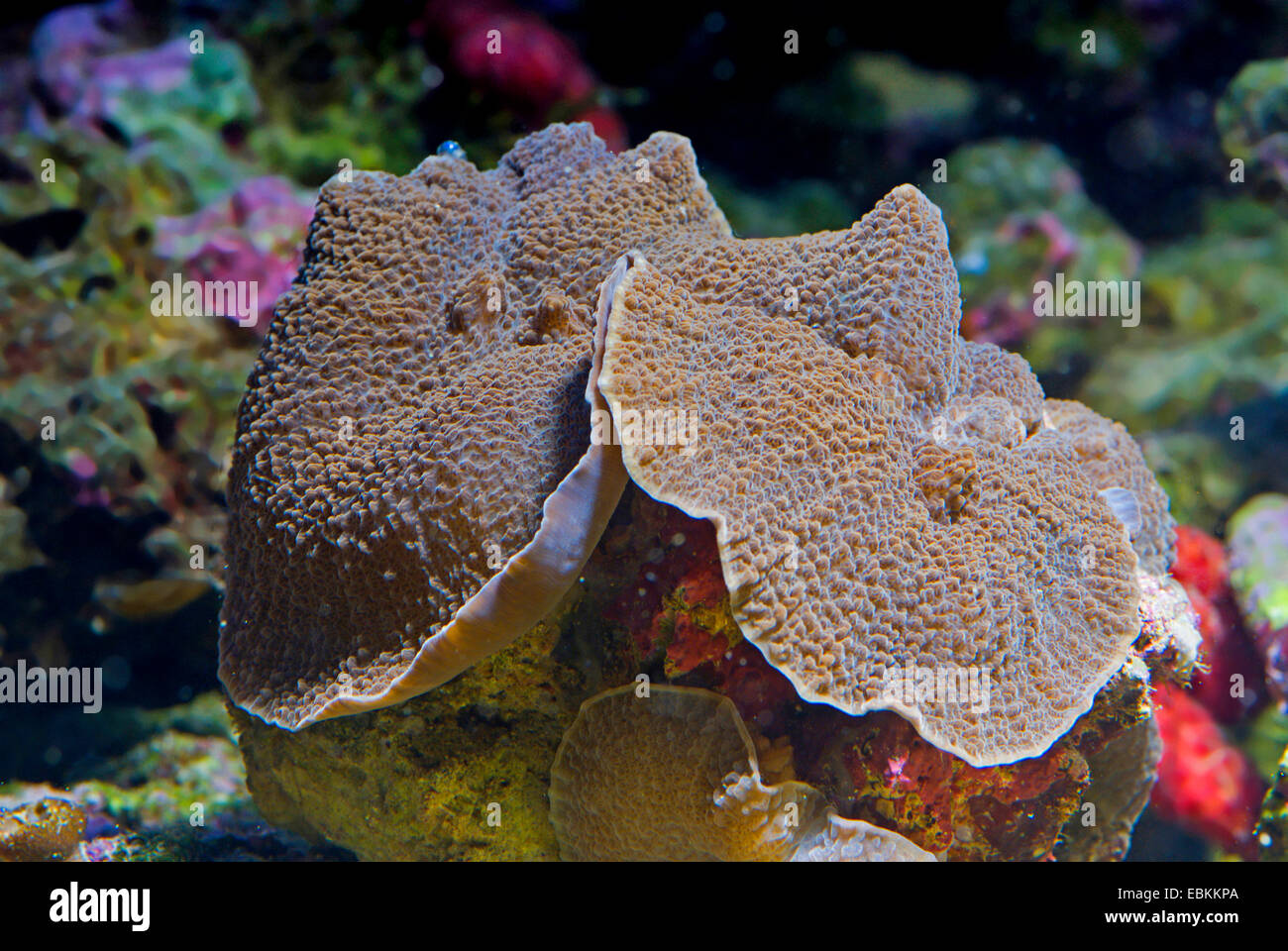 Anémone de champignons (Rhodactis spec.), vue latérale Banque D'Images