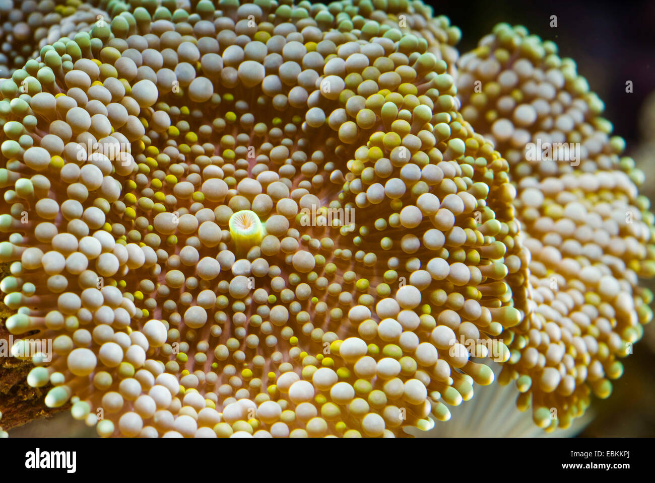 Floride faux corail, Ricordia (polypes Champignons Ricordea florida), high angle view Banque D'Images