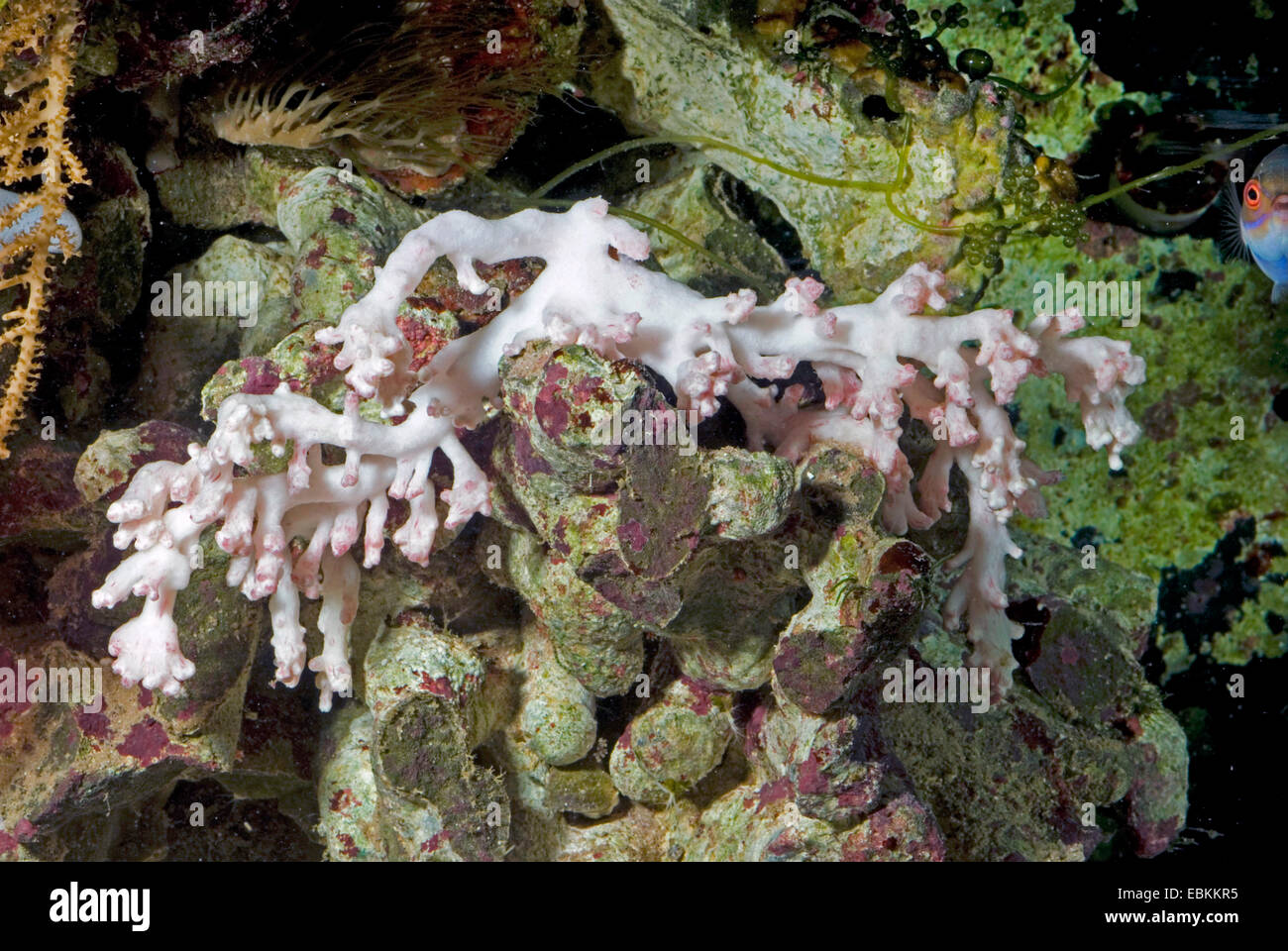 Corail mou de polype (Sinularia flexibilis), side view Banque D'Images