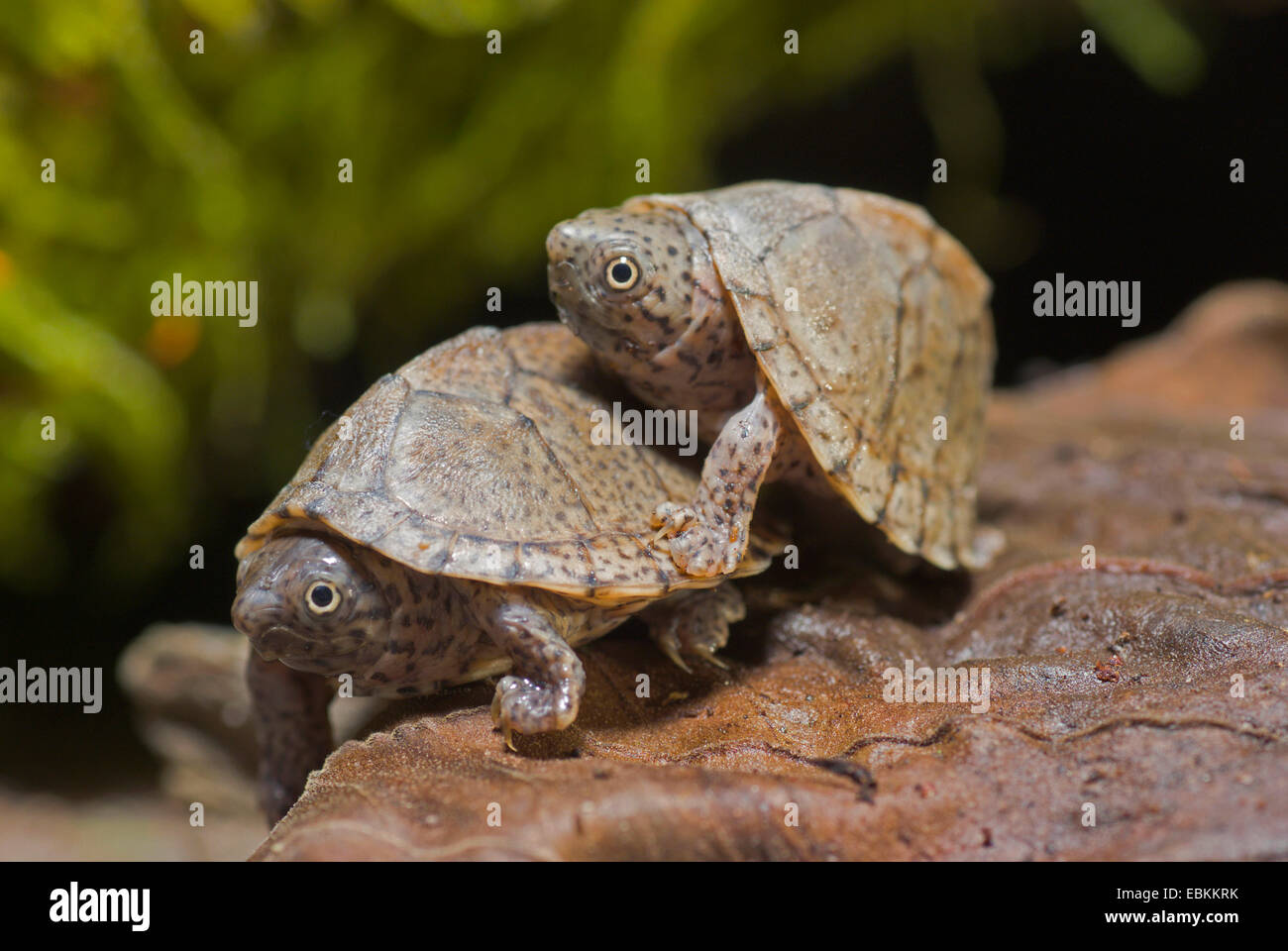 Razorback tortue musquée, adossé à la quille, adossé à une tortue musquée (Sternotherus carinatus), deux mineurs La tortue musquée Banque D'Images