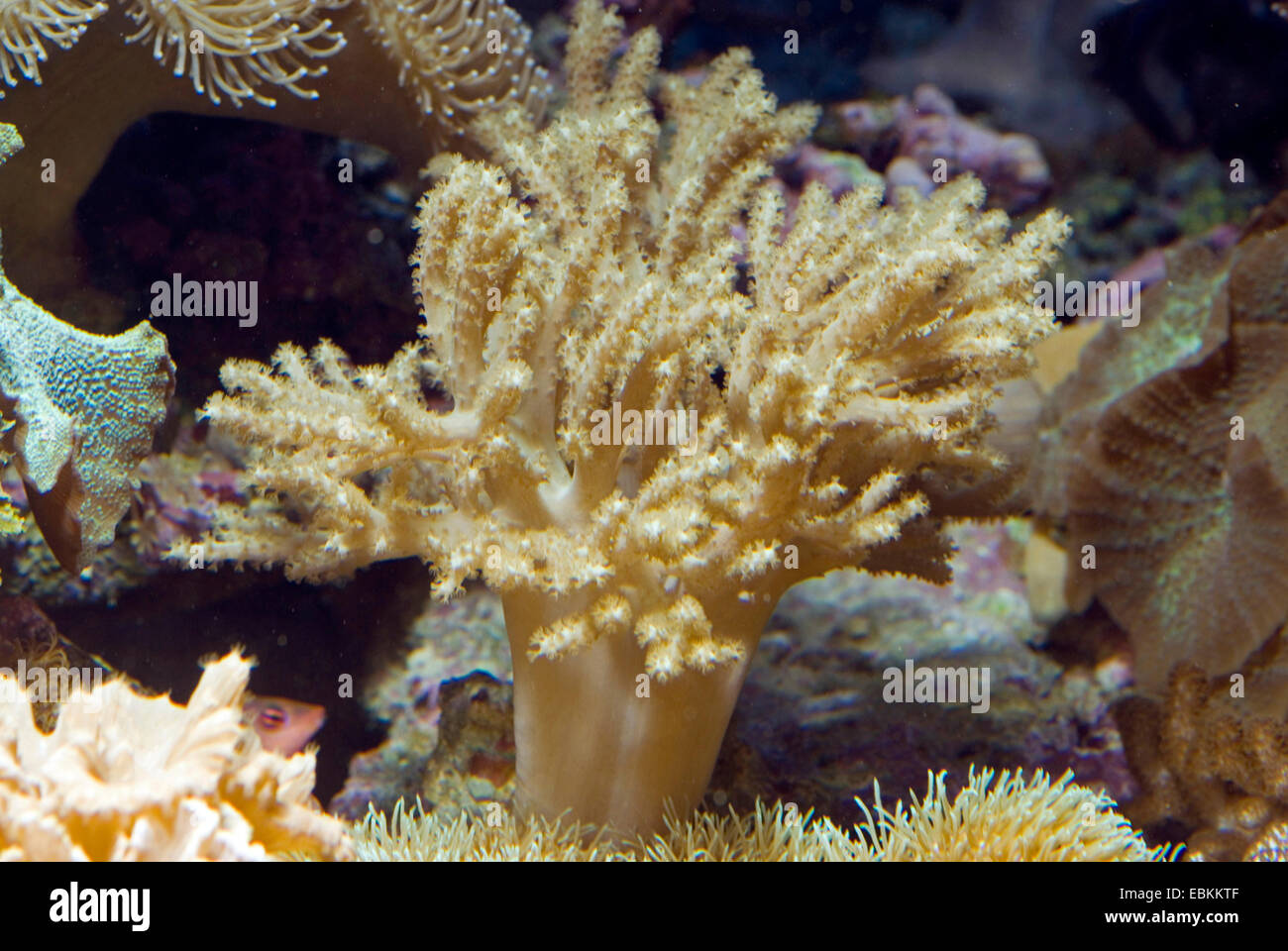 Doigt court en cuir Corail (Sinularia spec.), vue latérale. Banque D'Images