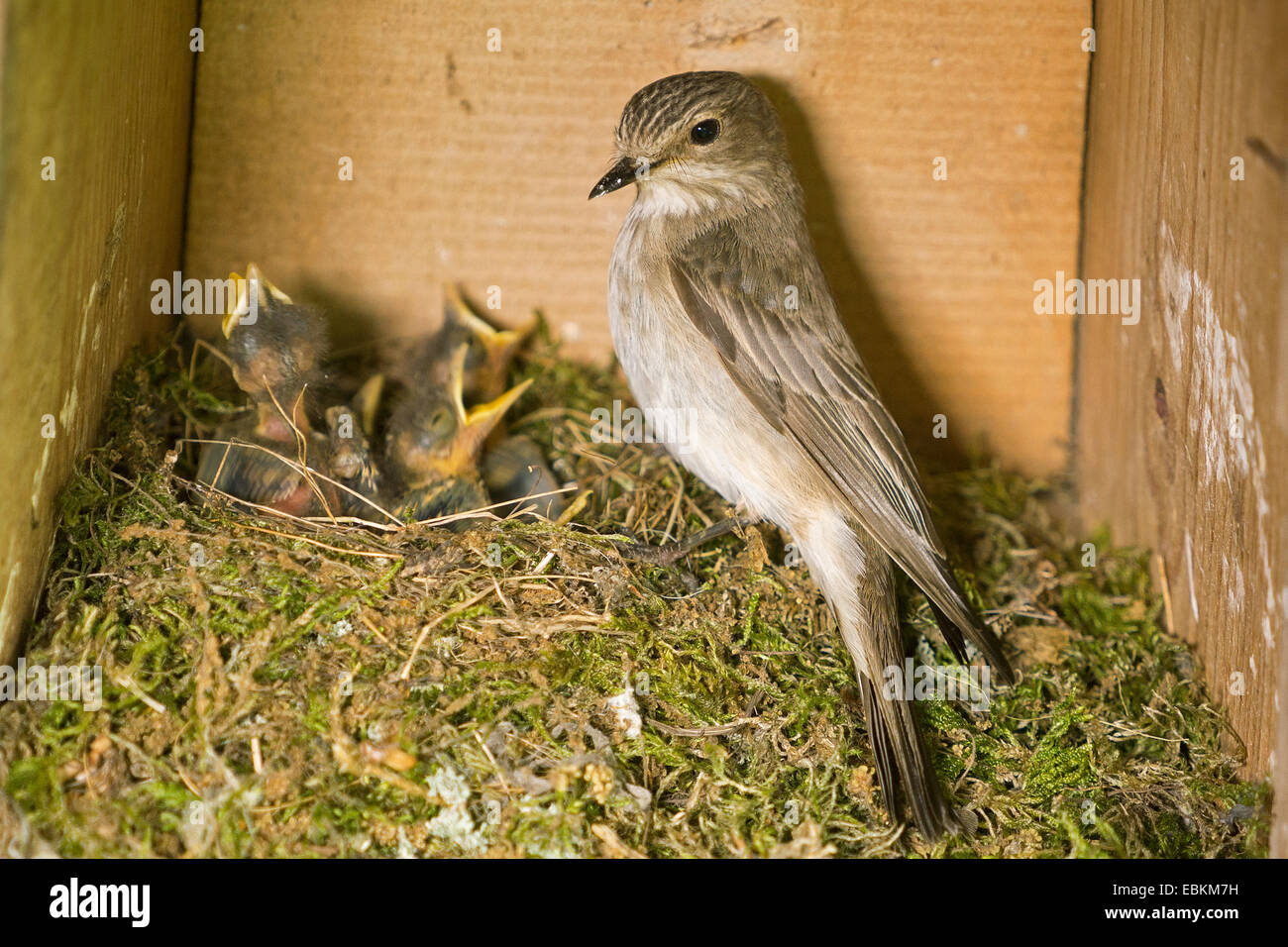 Spotted flycatcher (Muscicapa striata), nourrir les oisillons dans le nid, la mendicité, l'Allemagne, Rhénanie du Nord-Westphalie Banque D'Images