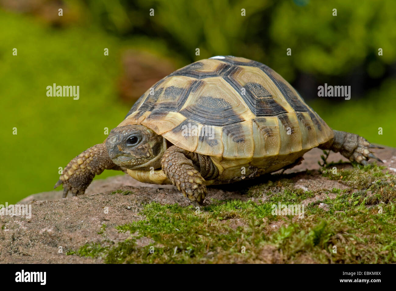 La tortue d'Hermann, tortue grecque (Testudo hermanni), randonnée pédestre Banque D'Images