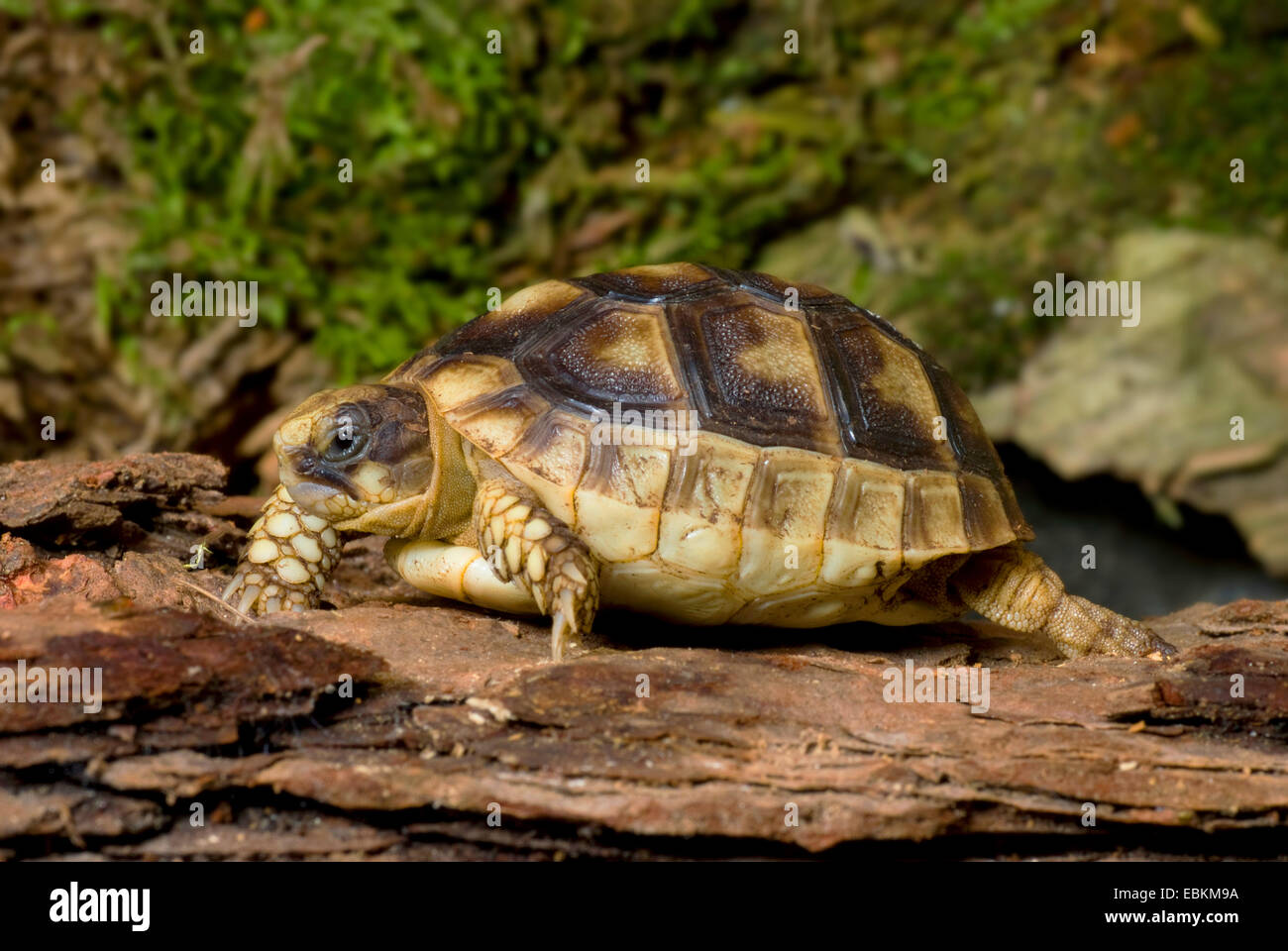 Chat tortue, marginated tortoise (Testudo marginata), allongé sur un tronc Banque D'Images Chat tortue, marginated tortoise (Testudo marginata), allongé sur un tronc Banque D'Images