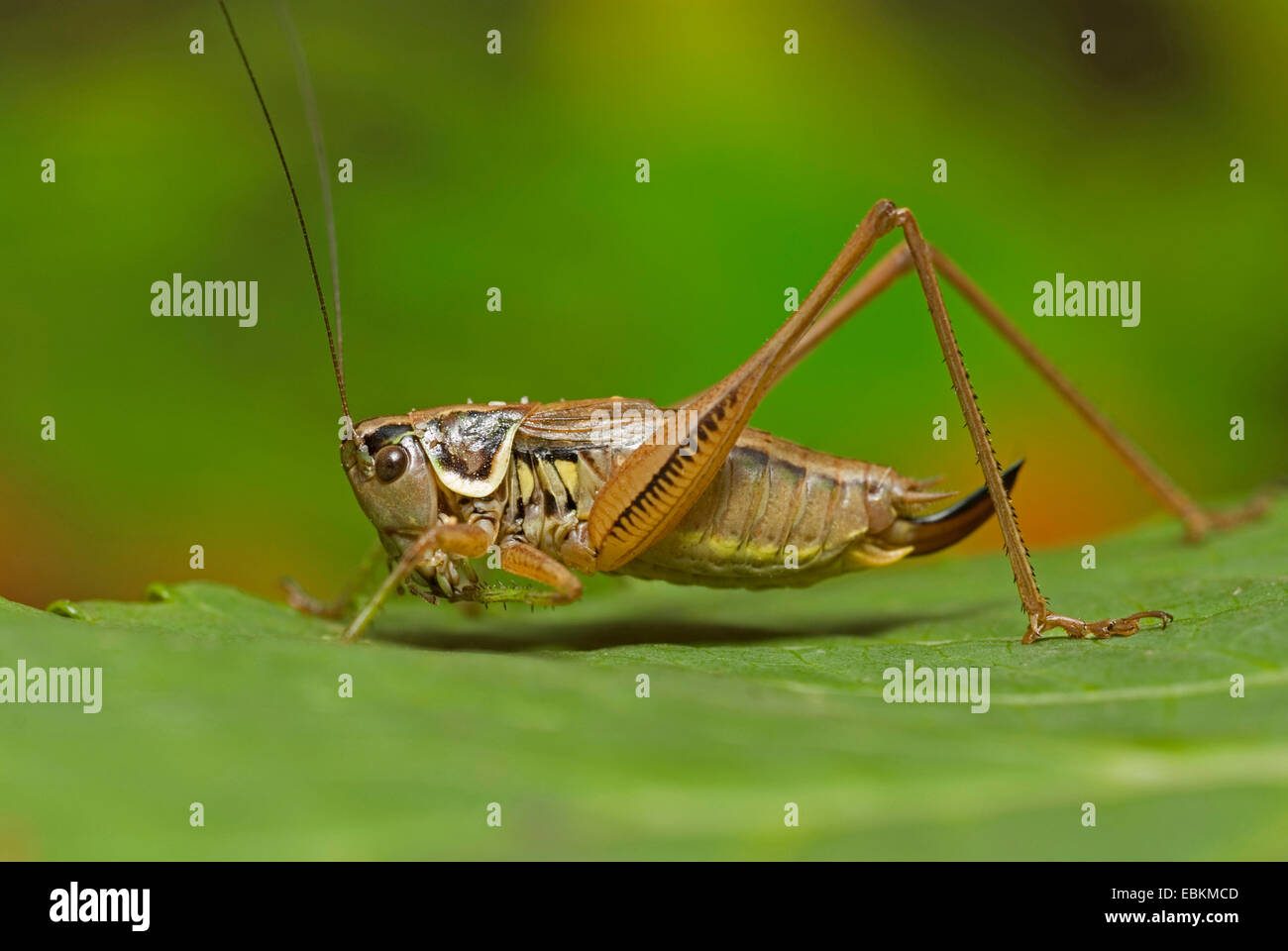 Roesel's Metrioptera roeselii (bushcricket), femme assise sur une feuille, Allemagne Banque D'Images