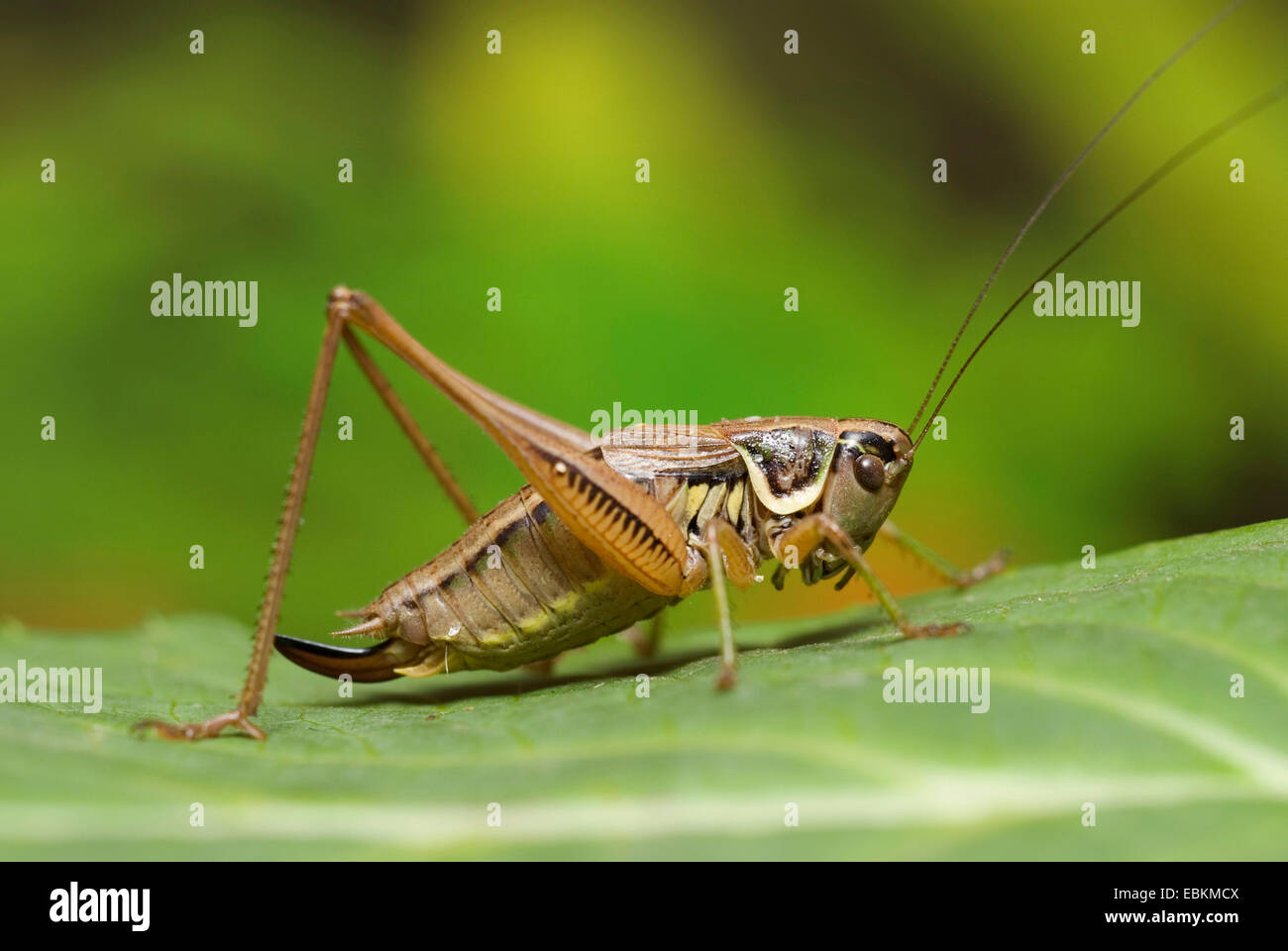 Roesel's Metrioptera roeselii (bushcricket), femme assise sur une feuille, Allemagne Banque D'Images