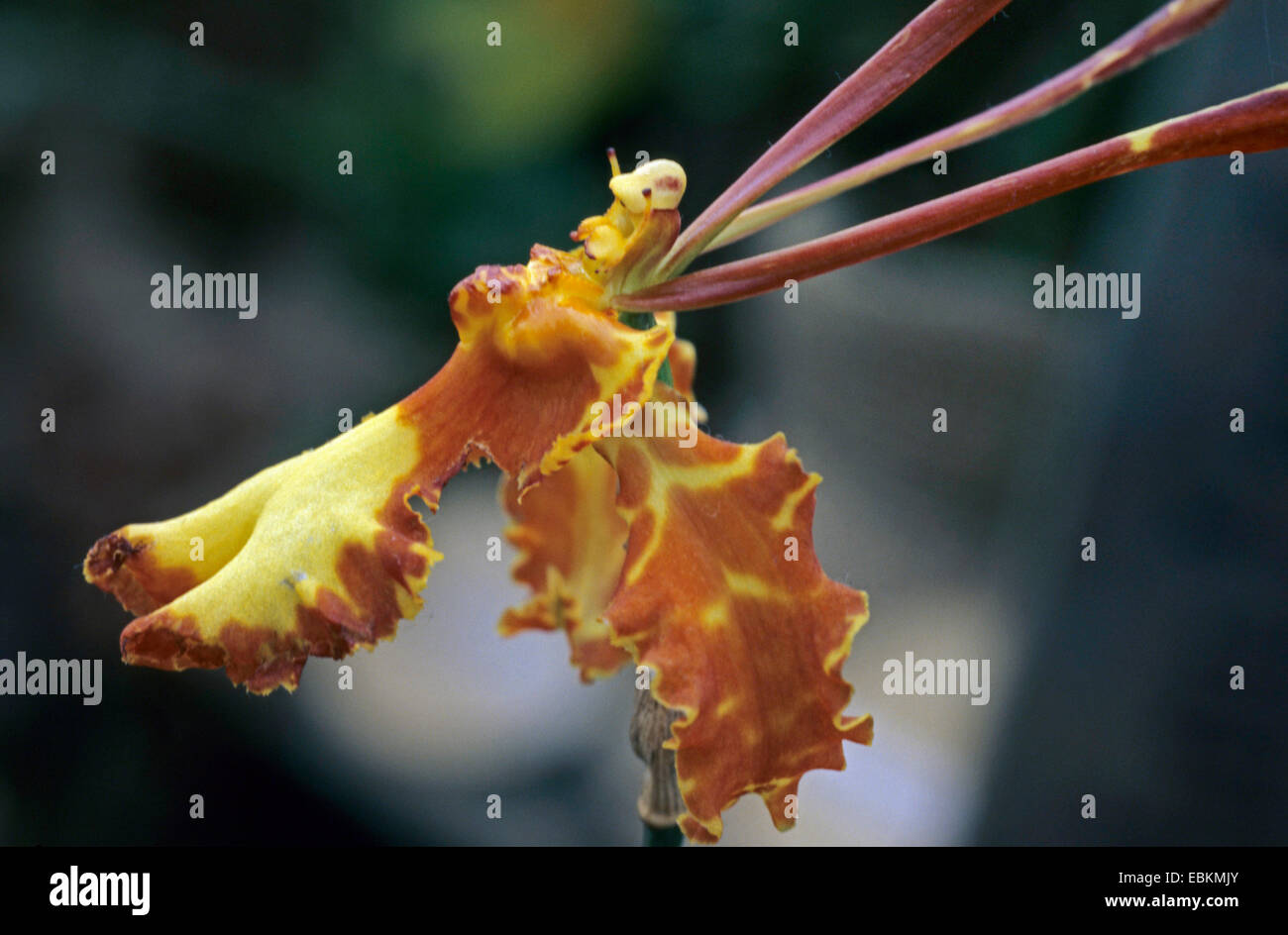 (Psychopsis papilio Psychopsis), fleur Banque D'Images