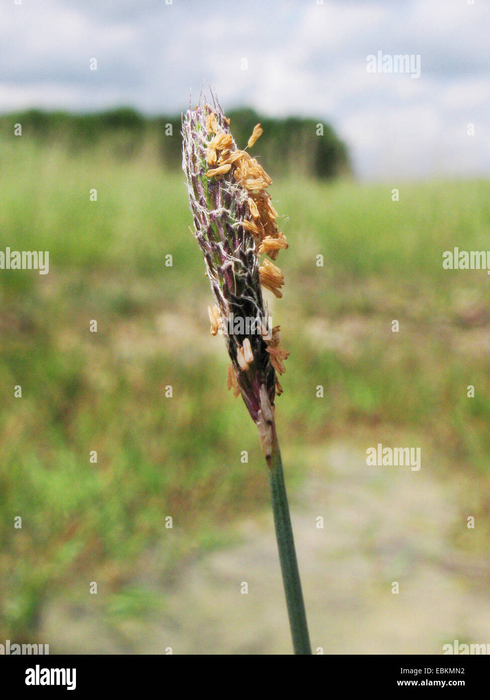 La sétaire verte, herbe flottante de la sétaire verte, la sétaire verte, l'eau des marais, la sétaire géniculés (Alopecurus geniculatus), inflorescence, Allemagne, Rhénanie du Nord-Westphalie Banque D'Images