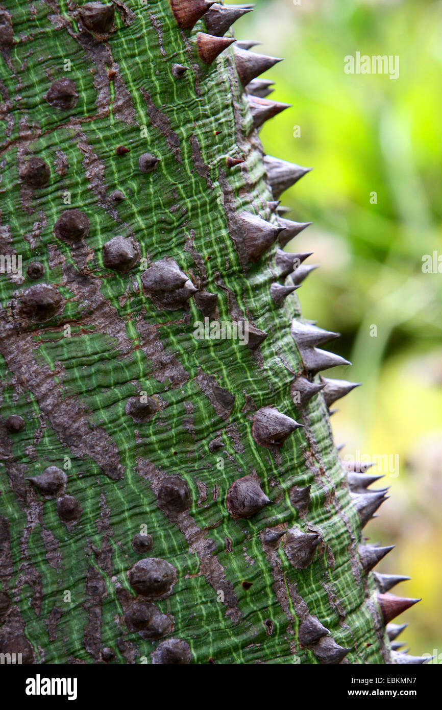 Kapokier (Ceiba pubiflora), le tronc d'épines Banque D'Images