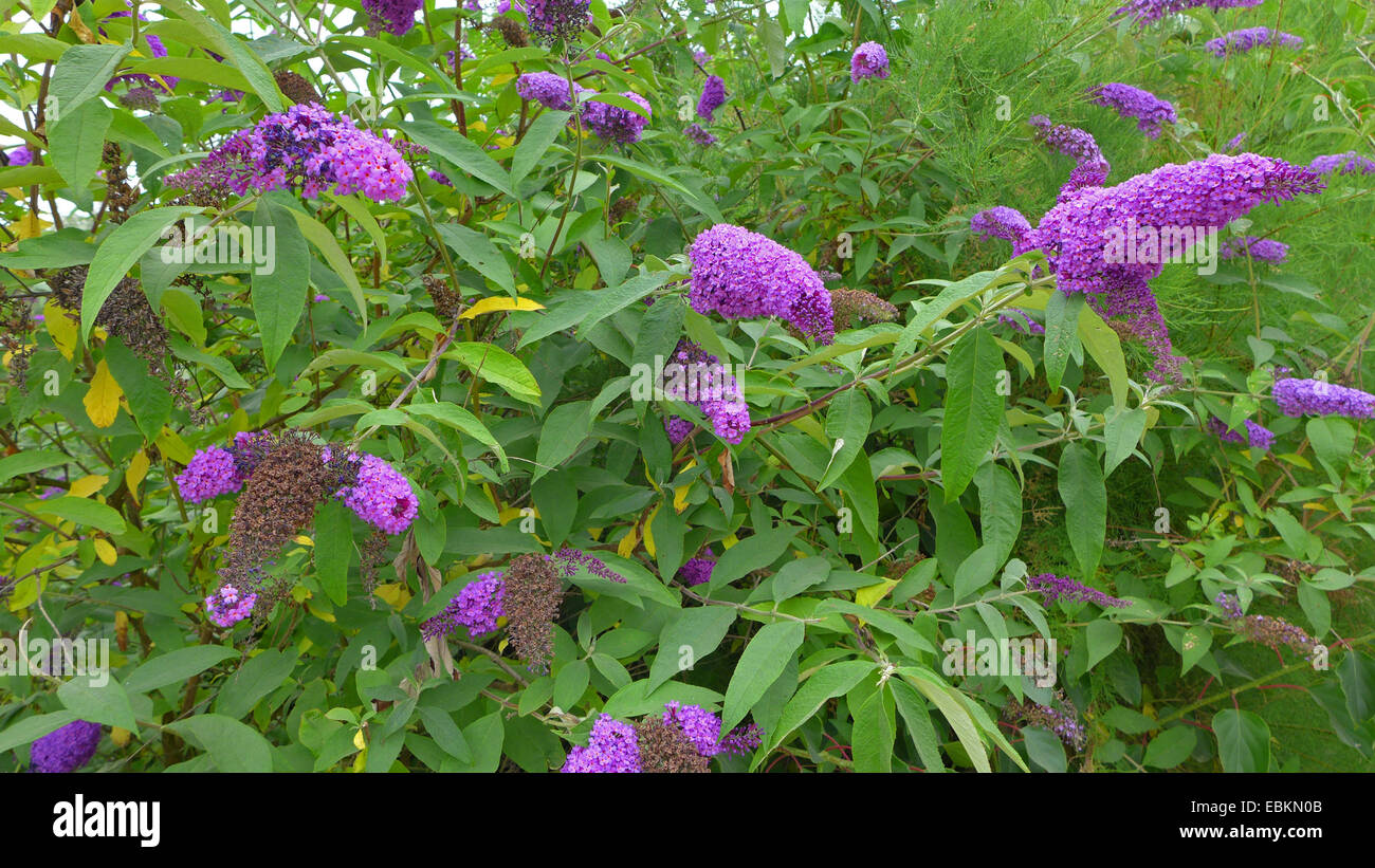 Arbre aux papillons, papillon violet lilas d'été, bush, bush, de papillon orange eye (Buddleja davidii, Buddleia davidii), blooming, Allemagne Banque D'Images