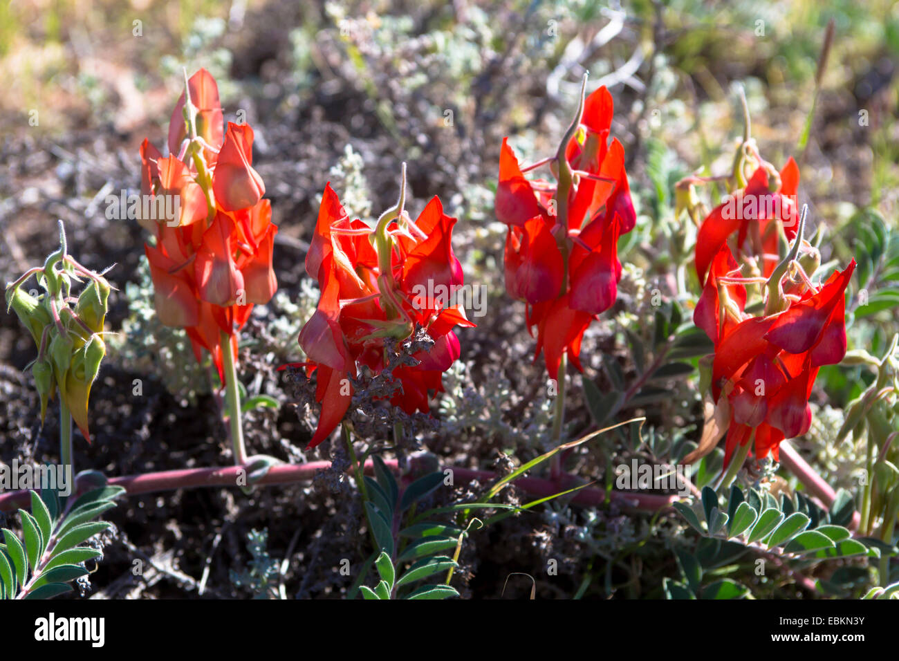 La Sturt Desert Pea (Swainsona formosa, Clianthus formosus), la floraison, l'Australie, Australie occidentale, Coral Bay Banque D'Images