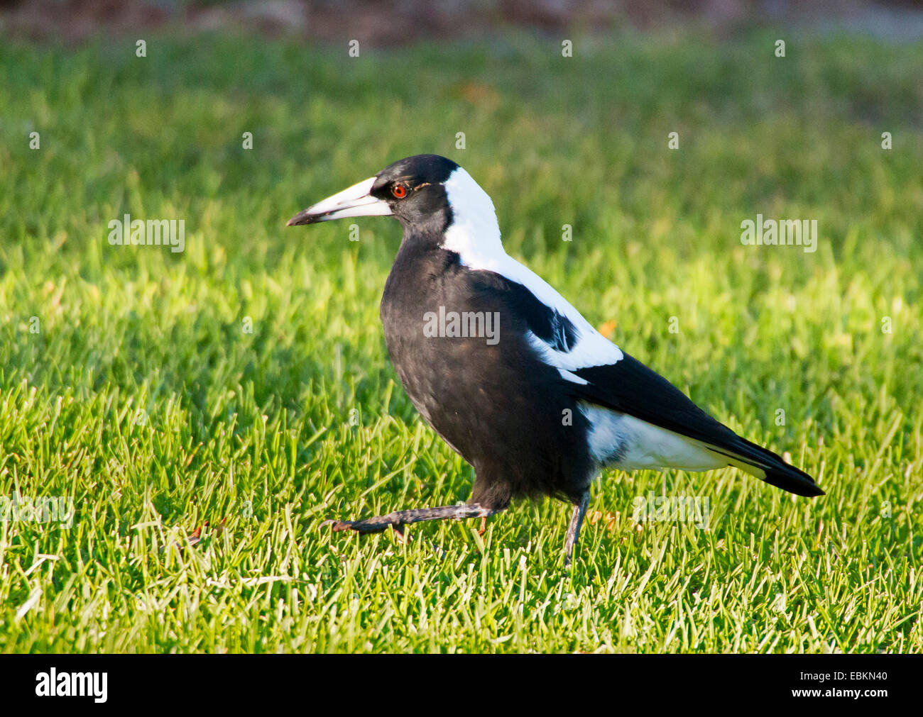 Magpie à dos noir (Gymnorhina tibicen), dans un pré, de l'Australie, l'Australie Occidentale Banque D'Images