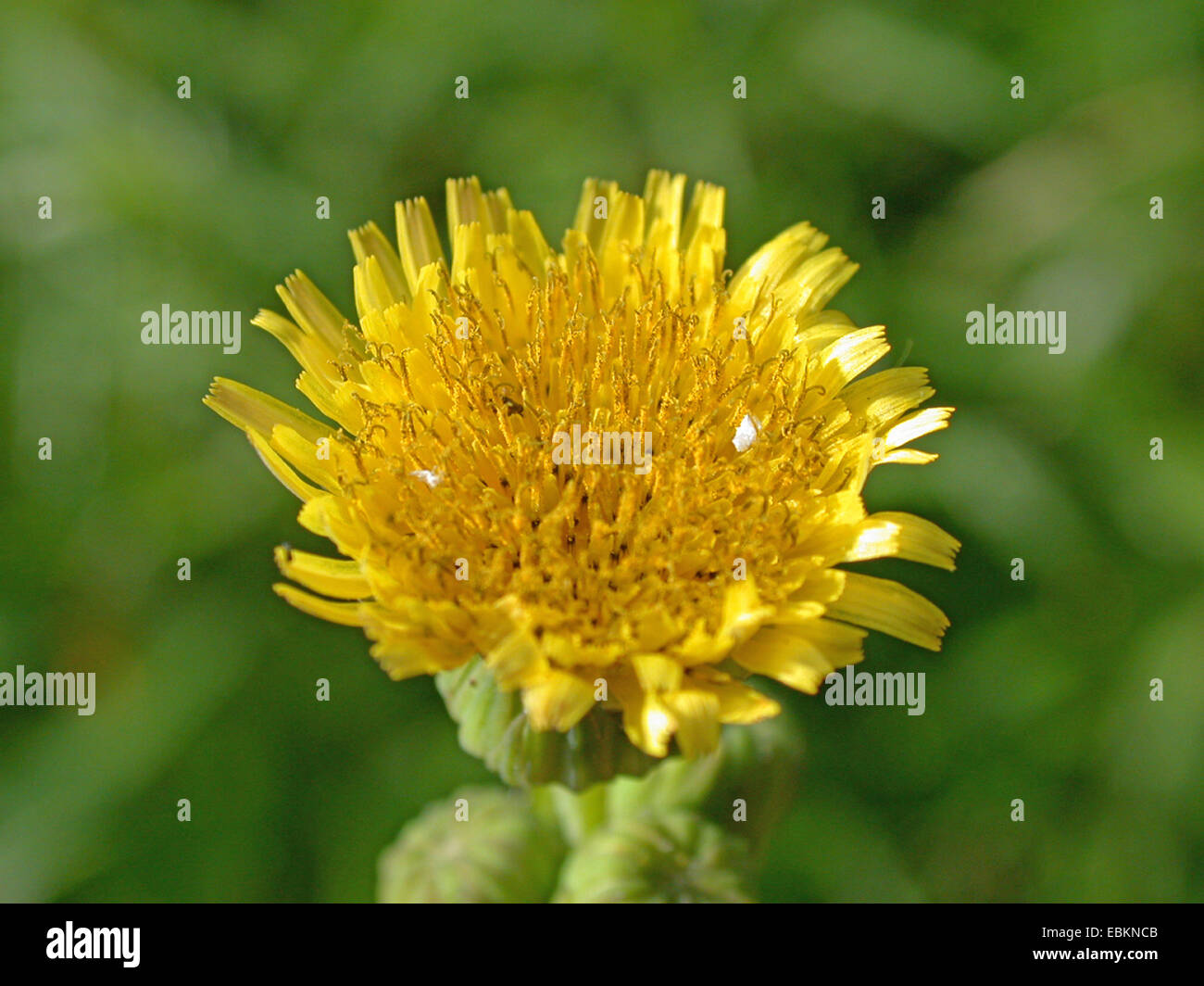 Forte des champs de palmiers, de figuiers, laiteron des champs épineux, à feuilles épineuses, laiteron, bordée de Sharp, laiteron, laiteron épineux laiteron épineux, à feuilles épineuses (laiteron Sonchus asper), blooming, Allemagne Banque D'Images