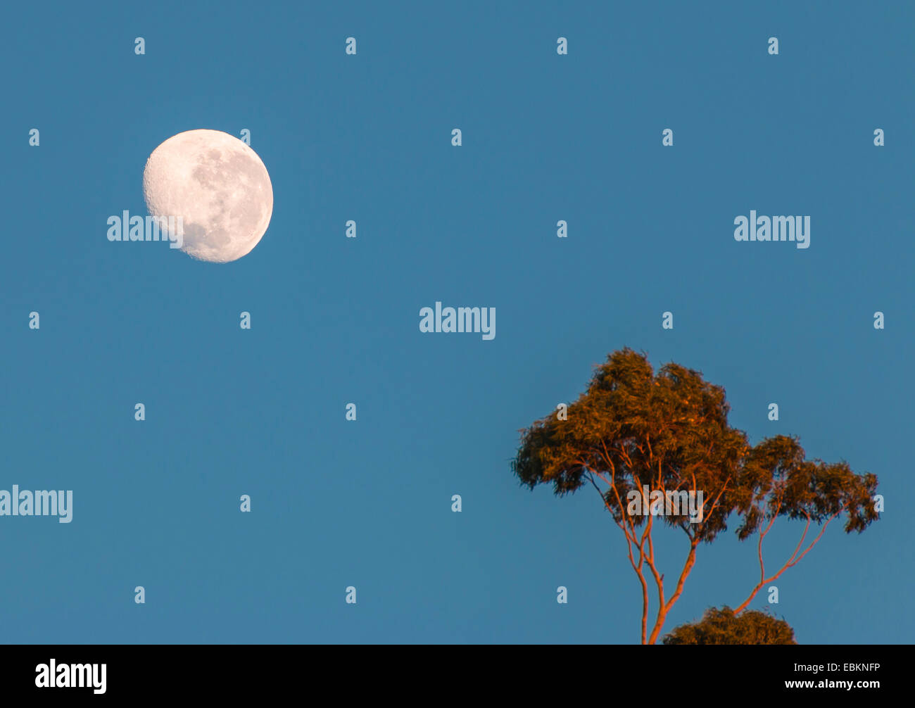 Lune au-dessus de l'arbre d'eucalyptus, de l'Australie, l'Australie Occidentale Banque D'Images