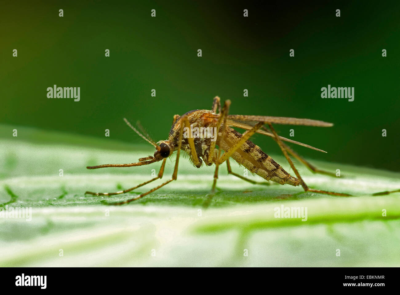 Maison bagués moustique, moustique bagués, anneau-footed gnat (Culiseta annulata, Theobaldia annulata), assis sur une feuille, Allemagne Banque D'Images