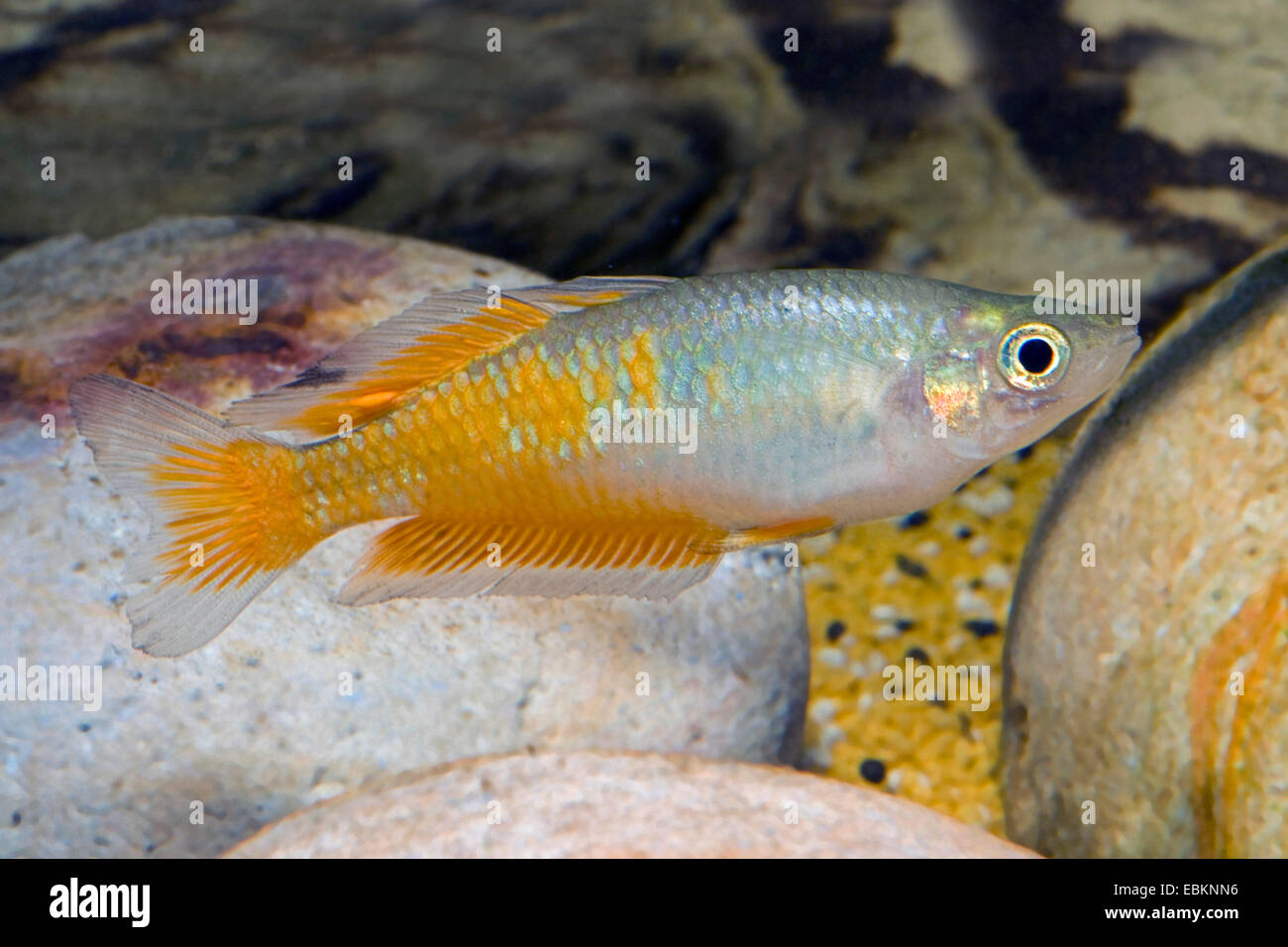 L'Parkenson Rainbowfish Parkenson, Rainbowfish (Melanotaenia parkinsoni), portrait Banque D'Images