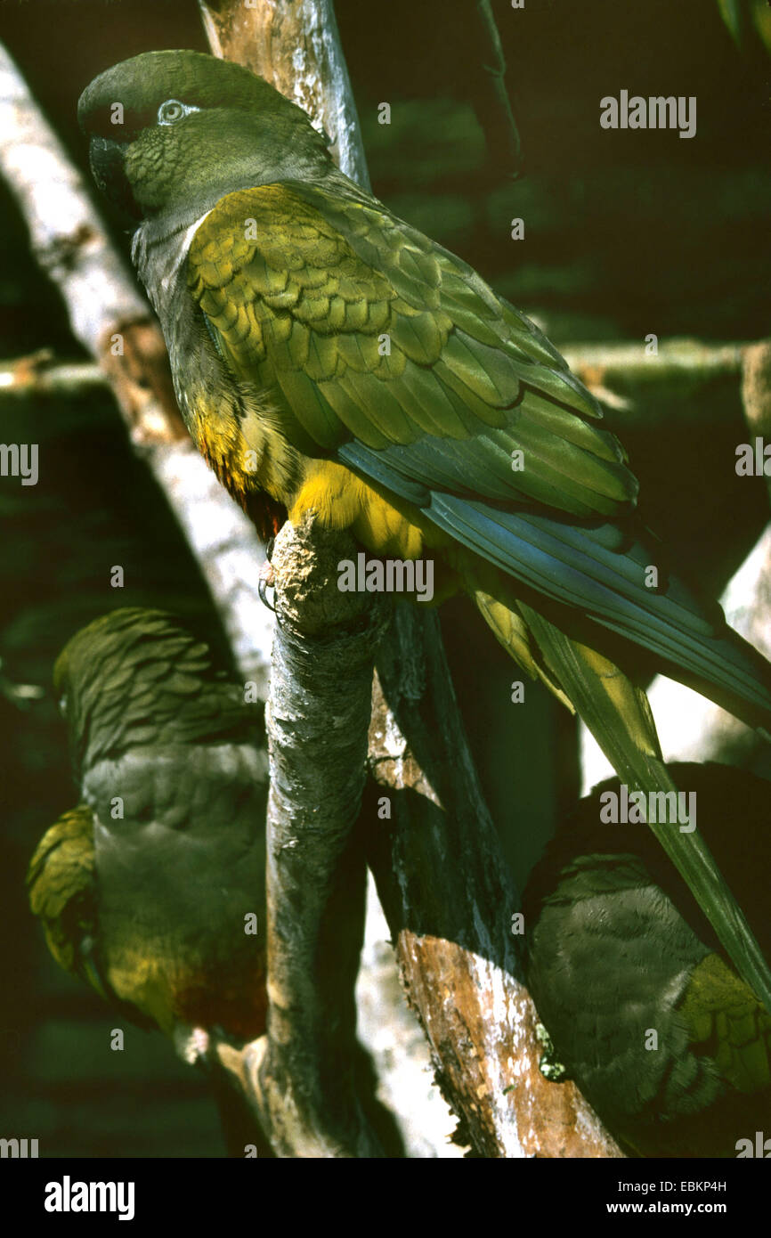 Conure de Patagonie (Cyanoliseus patagonus), colony Banque D'Images