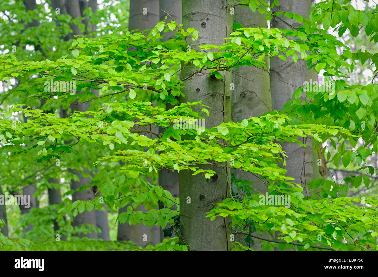 Le hêtre commun (Fagus sylvatica), hêtres communs avec les jeunes feuilles, Allemagne Banque D'Images