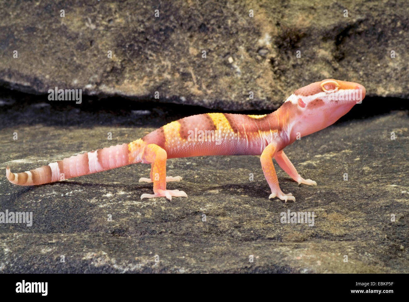 Le gecko léopard (Eublepharis macularius), race Albino Tremper sur une pierre Banque D'Images